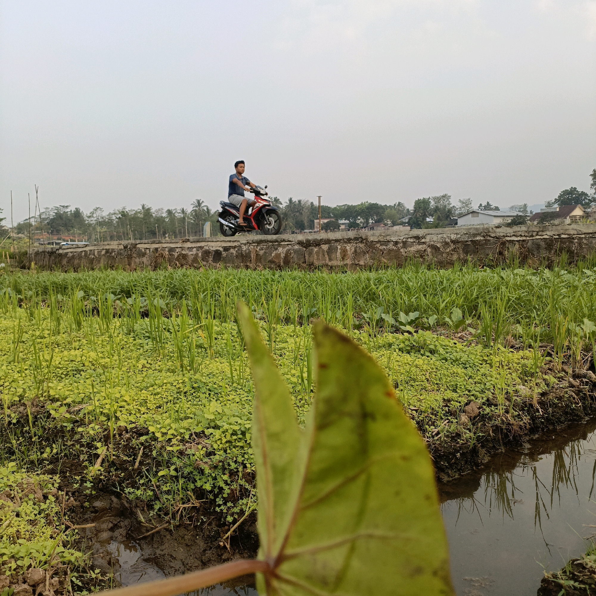 A young man rides a red and black motorcycle on a raised, paved path that runs between two fields of green vegetation. The path is bordered by a low concrete wall. In the foreground, a large green leaf is blurred and out of focus, partially obscuring a narrow, muddy ditch filled with water. The vegetation in the fields appears to be a mix of short, broad-leafed plants and taller, grass-like stalks. In the background, trees, some palm trees, and buildings are visible under a hazy sky. The scene is consistent with a rural or semi-rural area, possibly on the outskirts of Salatiga, Indonesia, given the vegetation and architectural style.