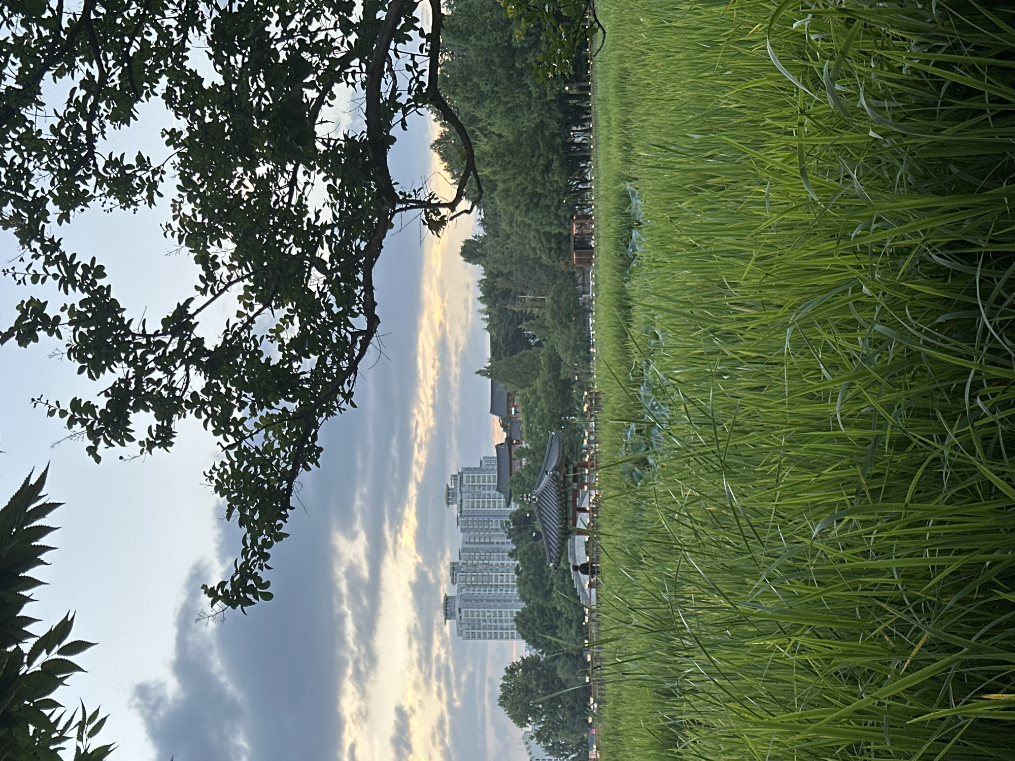 The image depicts an outdoor scene with a lush field of tall green grass dominating the right side. In the background, a line of trees separates the grass field from a cityscape. Several tall, modern apartment buildings are visible in the distance, along with a traditional Korean-style building with a curved tiled roof. The sky is partly cloudy with soft, warm light suggesting either sunrise or sunset. The overall atmosphere appears peaceful and serene. The image is oriented vertically, as if taken from a low angle, looking up towards the sky and across the landscape. There are no visible people or text in the image. The presence of both modern urban structures and traditional architecture within a natural setting suggests a location in South Korea, likely a park or open area on the outskirts of a city. The time of day appears to be either early morning or late evening due to the soft, diffused lighting and the warm hues in the clouds.