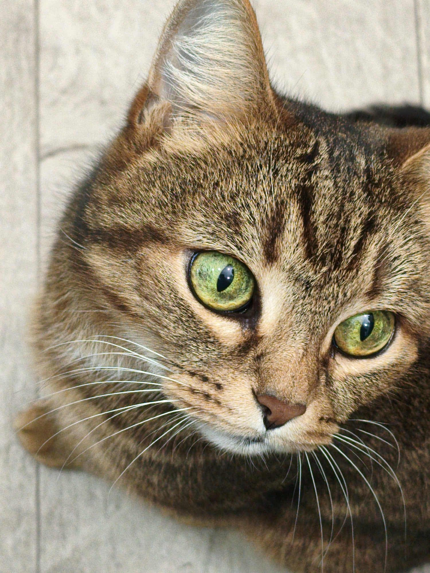 A close-up, high-angle shot captures a tabby cat's face with piercing green eyes. The cat's fur is a mix of brown, black, and tan stripes, with long white whiskers fanning out from its nose and muzzle. The background is a neutral, light-colored surface with faint linear markings, possibly a tiled floor. The cat's gaze is directed slightly to the right of the frame. There are no people or identifiable landmarks present. The location in Orenburg, Russia, is not discernible from the image itself.