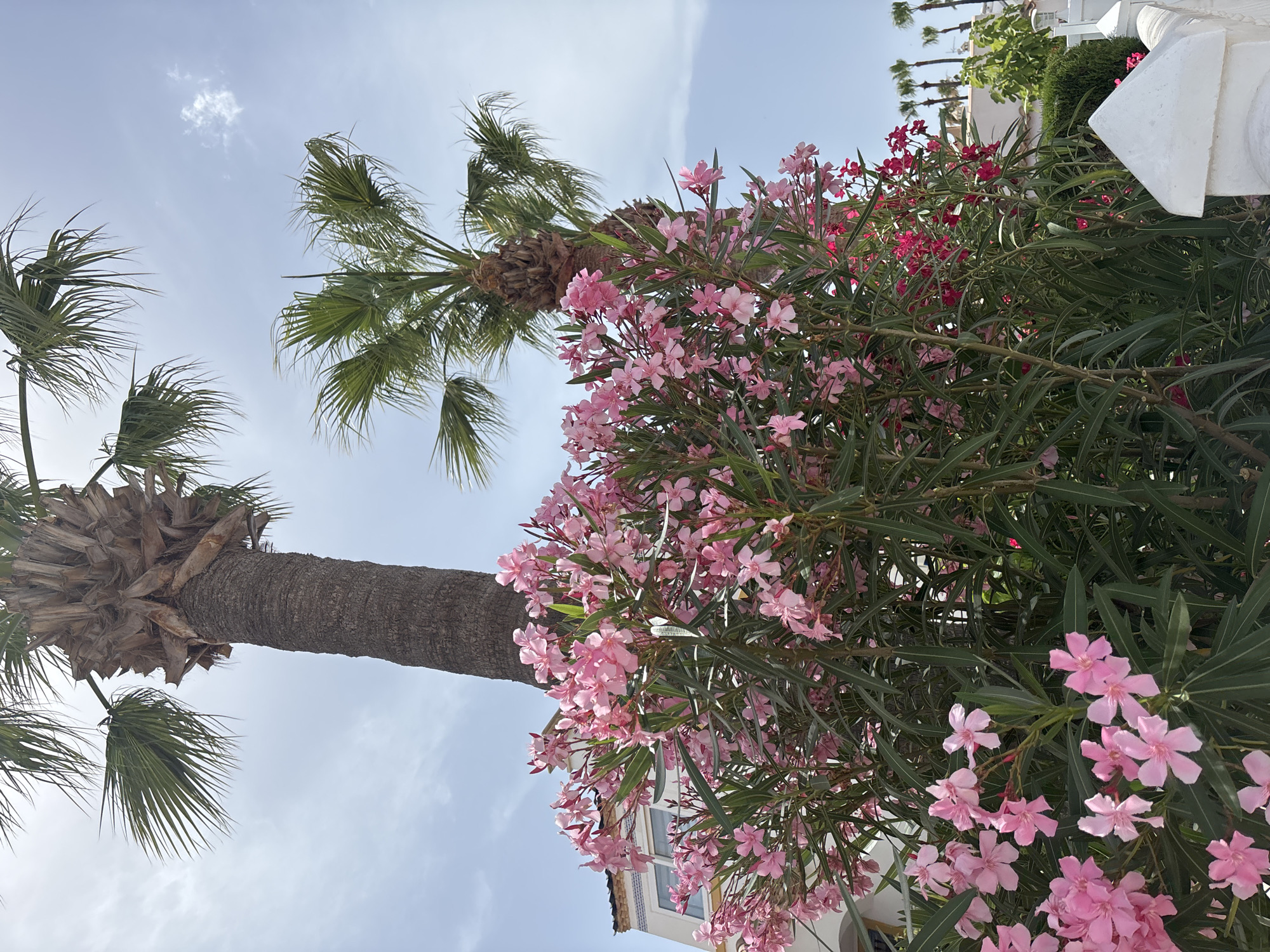 This is a low-angle medium shot of a flowering shrub in front of two palm trees and a building. The shrub is covered in pink oleander flowers. The palm trees are tall and mature, with brown trunks and green fronds. Behind the trees, a white building with a tiled roof and blue trim is visible. The sky is partly cloudy and blue. The scene appears to be in a warm, sunny climate, likely a Mediterranean coastal area. The image's composition suggests a focus on the vibrant flora and tropical vegetation, possibly in a residential or resort setting within Orihuela, Spain.