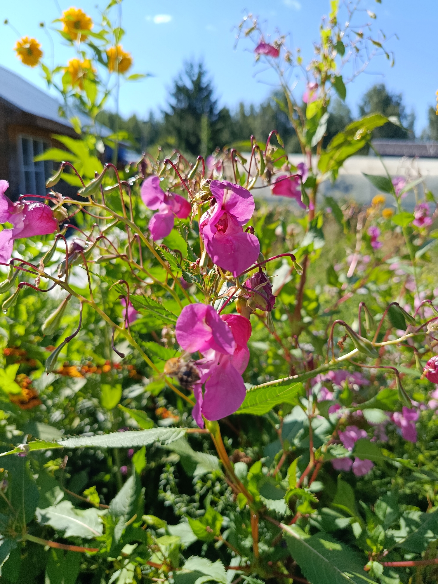 The image captures a close-up view of vibrant pink Himalayan balsam flowers in bloom, with a blurred background of green foliage and hints of yellow flowers. A wooden building with a window is visible on the left side of the frame, partially obscured by the plants. The scene appears to be outdoors in a natural setting, possibly a garden or park, under a clear blue sky. The focus is on the delicate petals and stems of the balsam flowers, some of which bear water droplets, suggesting recent rain or dew. The overall impression is one of natural beauty and tranquility. The image was taken in Verea, Russia.