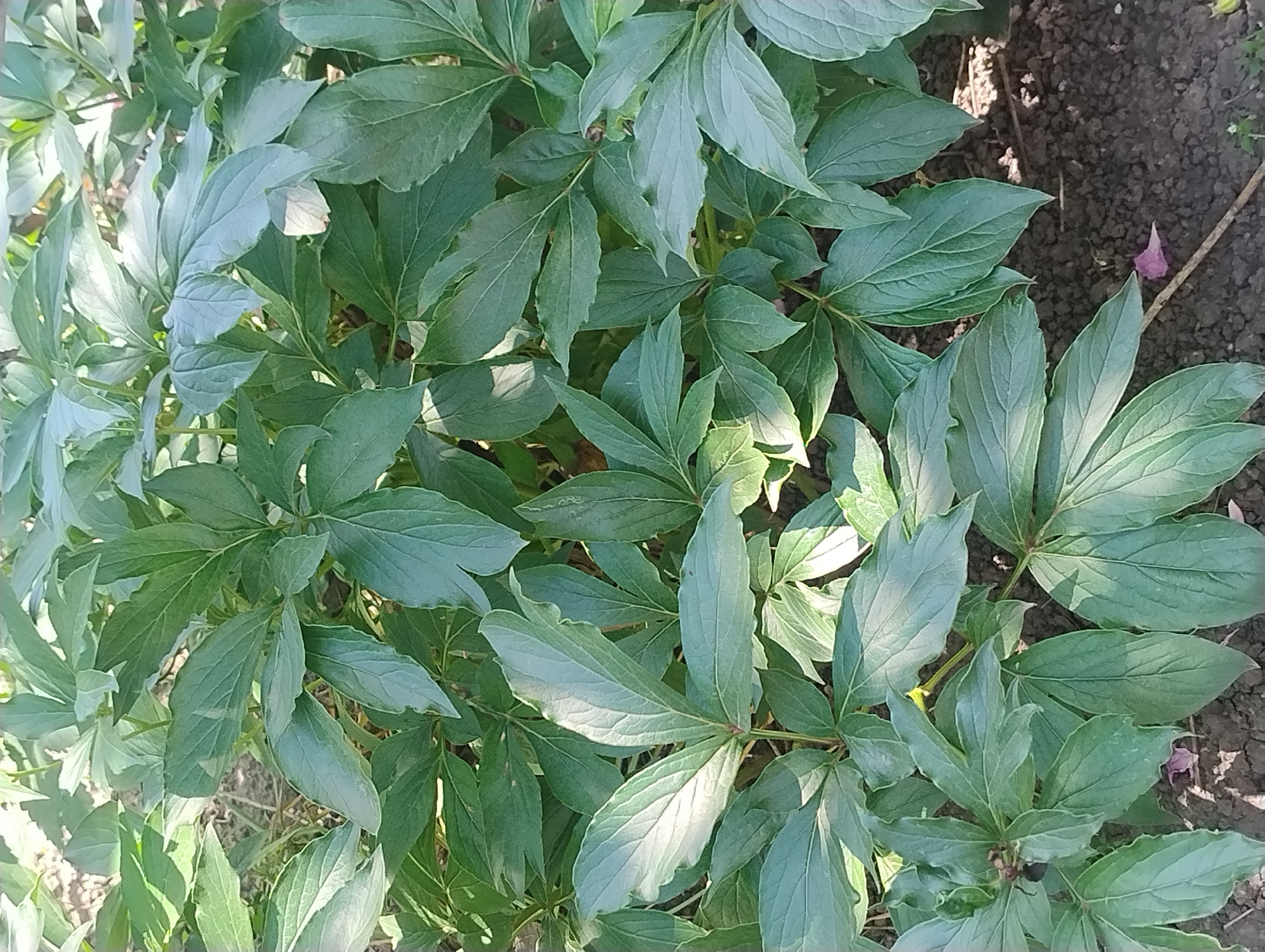 A close-up shot of the lush green foliage of a plant, possibly a peony, with broad, deeply veined leaves. The leaves are arranged in clusters, with some catching the sunlight and appearing brighter than others. The ground beneath is dark soil, with a few scattered dry leaves and twigs. There are no people or animals visible in the image. The scene appears to be outdoors in a garden or natural setting.