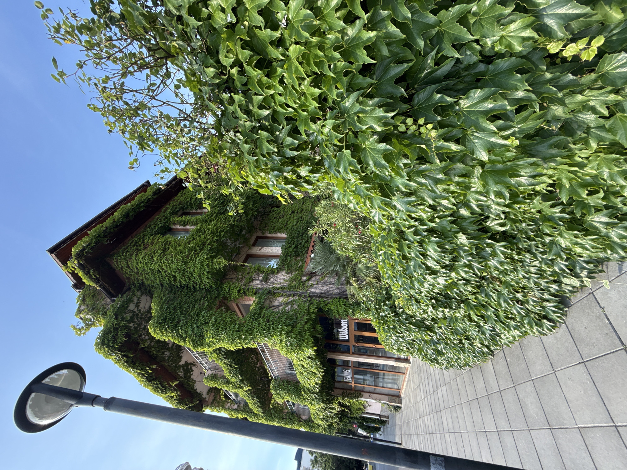 A low-angle, full shot captures the exterior of a multi-story building in Nesebar, Bulgaria, heavily draped in dense green ivy. The building, with visible balconies and windows, has a commercial storefront at ground level featuring signage for "TENNIS" and "Wilson." A modern, dark lamppost stands prominently on the left side of the frame, casting a shadow on the paved sidewalk that runs along the building. Lush greenery, including a large bush in the foreground, further obscures the building's facade. The sky above is a clear, bright blue. No people are visible in the image.