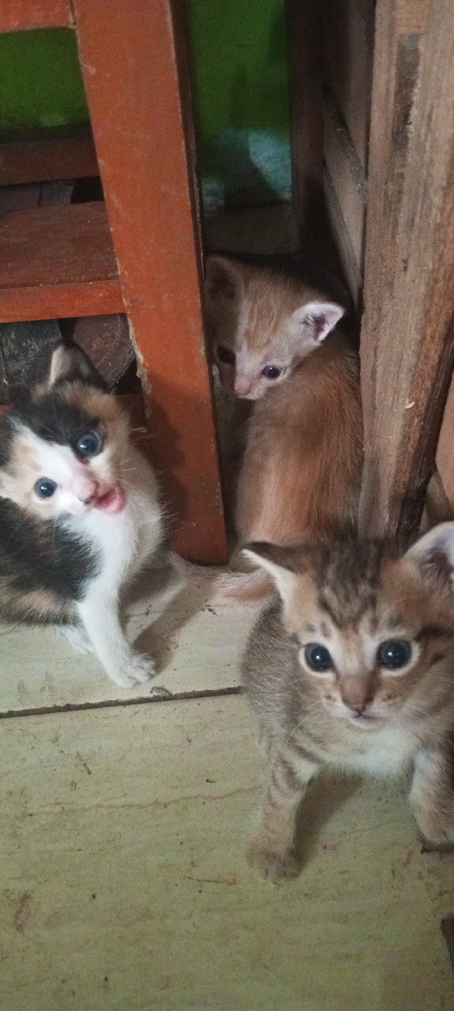 In a dimly lit, indoor setting, possibly a residential area in Lubangbuaya, Indonesia, three young kittens are the subjects of this image. The kittens are positioned on a light-colored, tiled floor, with wooden and possibly metal structures providing a backdrop.
In the foreground, a calico kitten with black, white, and tan markings is looking directly at the camera with its mouth slightly open, appearing to vocalize or pant. To its right, a tabby kitten with gray and brown stripes is also facing the camera, its large, dark eyes wide open. Behind these two, a ginger-colored kitten is partially visible, looking down and to the right.
The environment is rustic, with visible wood grain on the structures and a slightly worn appearance to the floor. The lighting is low, casting shadows and creating a somber atmosphere. The overall scene suggests a candid moment captured of young animals in a domestic or sheltered environment.