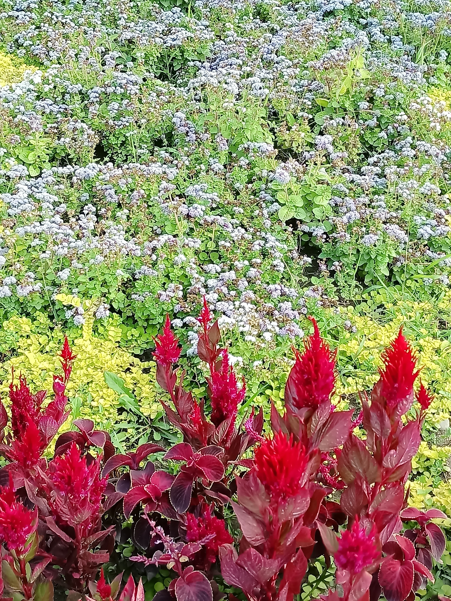 The image shows a densely planted flower bed with a variety of plants. In the foreground, there are several tall, bright red, plume-like flowers, possibly celosia, with deep burgundy-colored leaves. Behind these, there is a section of smaller, yellowish-green foliage. Further back, the bed is filled with numerous small, pale blue or lavender flowers interspersed with green foliage. The scene appears to be an outdoor garden or park. There are no people or animals visible in the image. The lighting suggests it is daytime, likely sunny. The image does not contain any information to suggest a specific location in Almaty, Kazakhstan.
