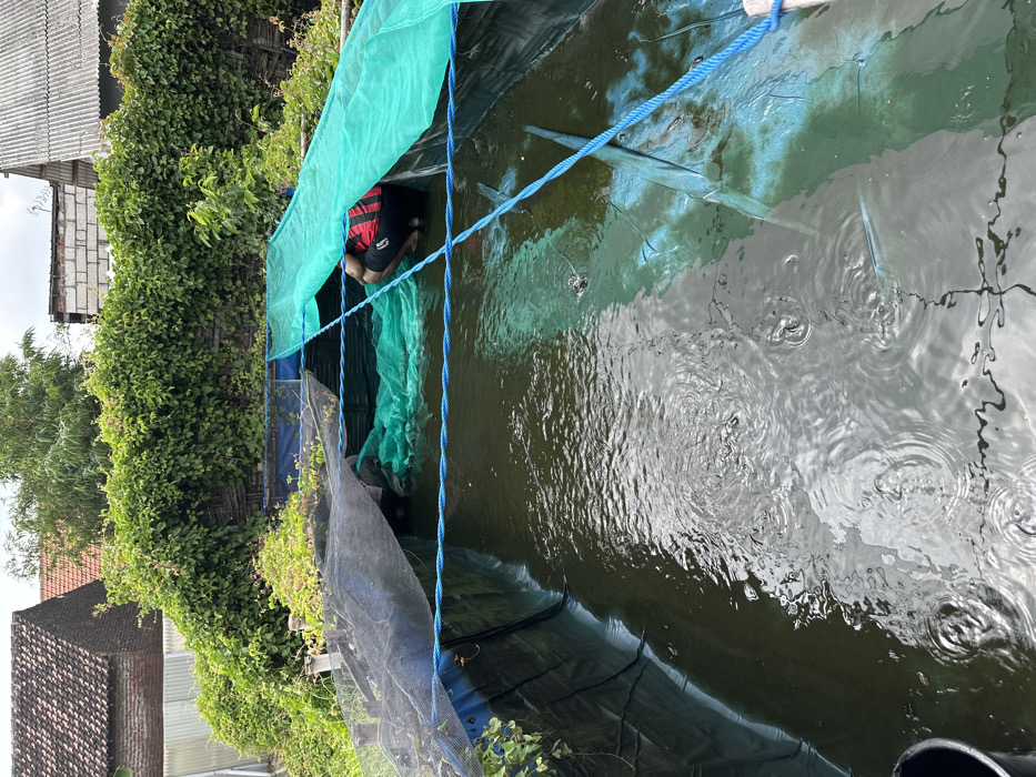 A man is crouched at the edge of a pond, possibly fishing or tending to it. The pond is covered with netting, some green and some gray, supported by blue ropes. Rain is falling on the water, creating ripples. The surrounding area includes lush greenery with a building on either side of the frame, one with a tiled roof and the other with corrugated metal.