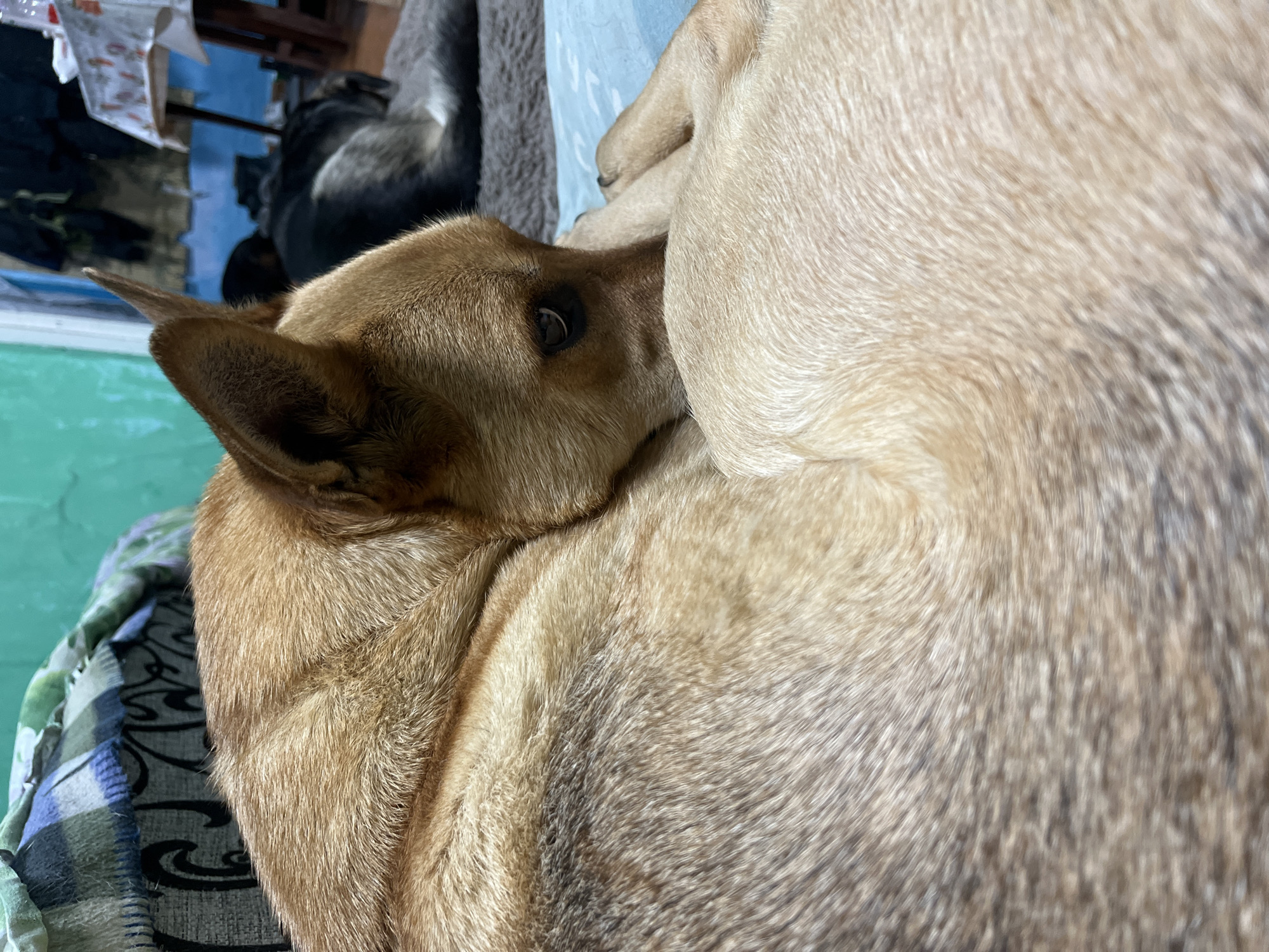 The image shows a close-up of two dogs resting together. The dog in the foreground has light brown fur and is curled up, with its head resting on the other dog's body. Its eye is visible and appears to be looking slightly to the left. The other dog, mostly out of focus, has lighter fur and its legs are visible. They appear to be on a bed or sofa, with a patterned blanket beneath them. In the background, another dark-colored dog is visible, seemingly asleep, with some laundry or fabric hanging above it. The lighting suggests it could be daytime indoors. There is no visible text in the image. The overall mood is peaceful and relaxed, capturing a moment of canine companionship.