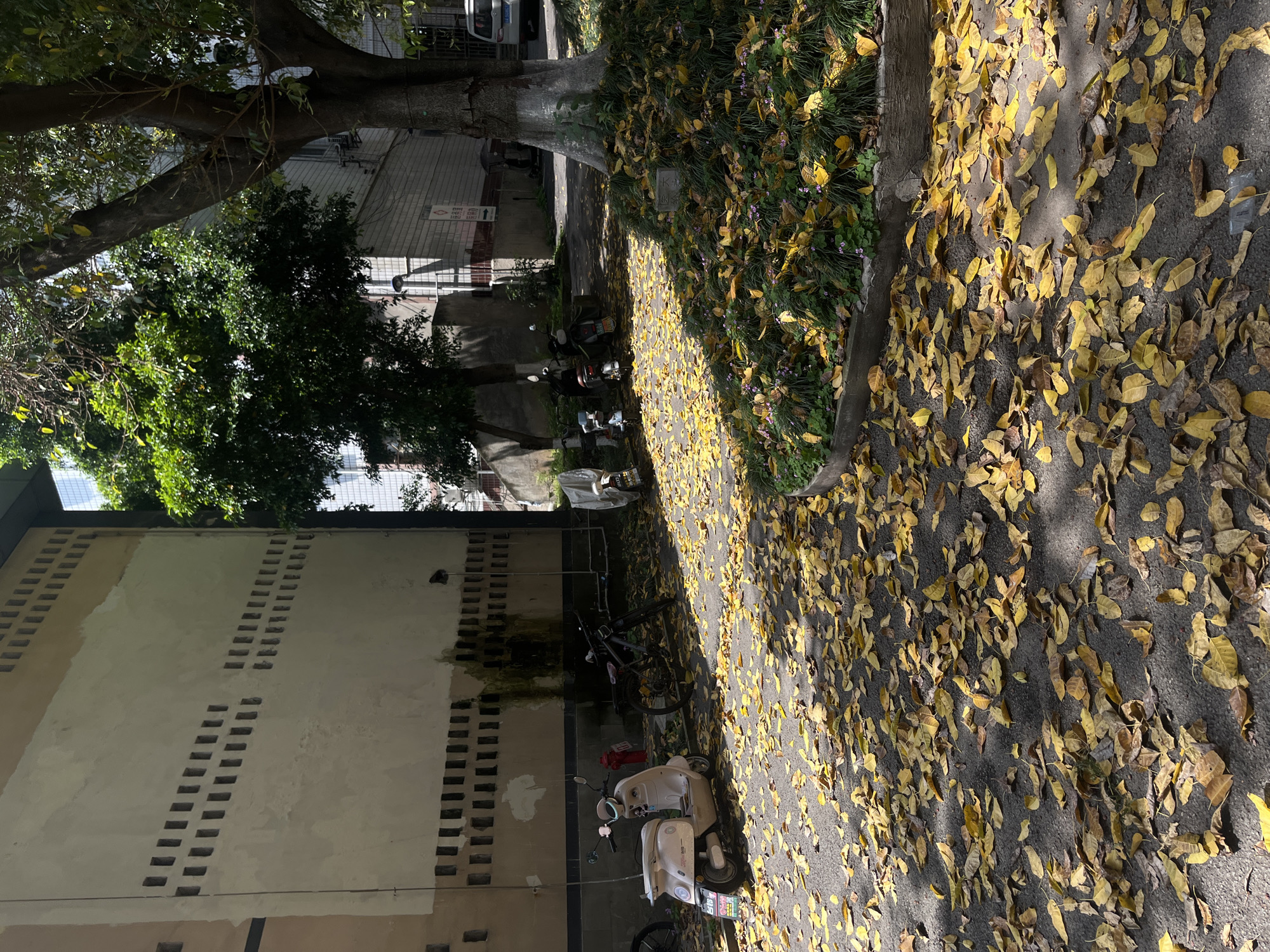 The image shows a sunlit narrow street in the Yuzhong District of Chongqing, China, covered in fallen yellow leaves. The street is flanked by a building with a pattern of rectangular vents, trees, and grassy areas. Several scooters are parked along the street.