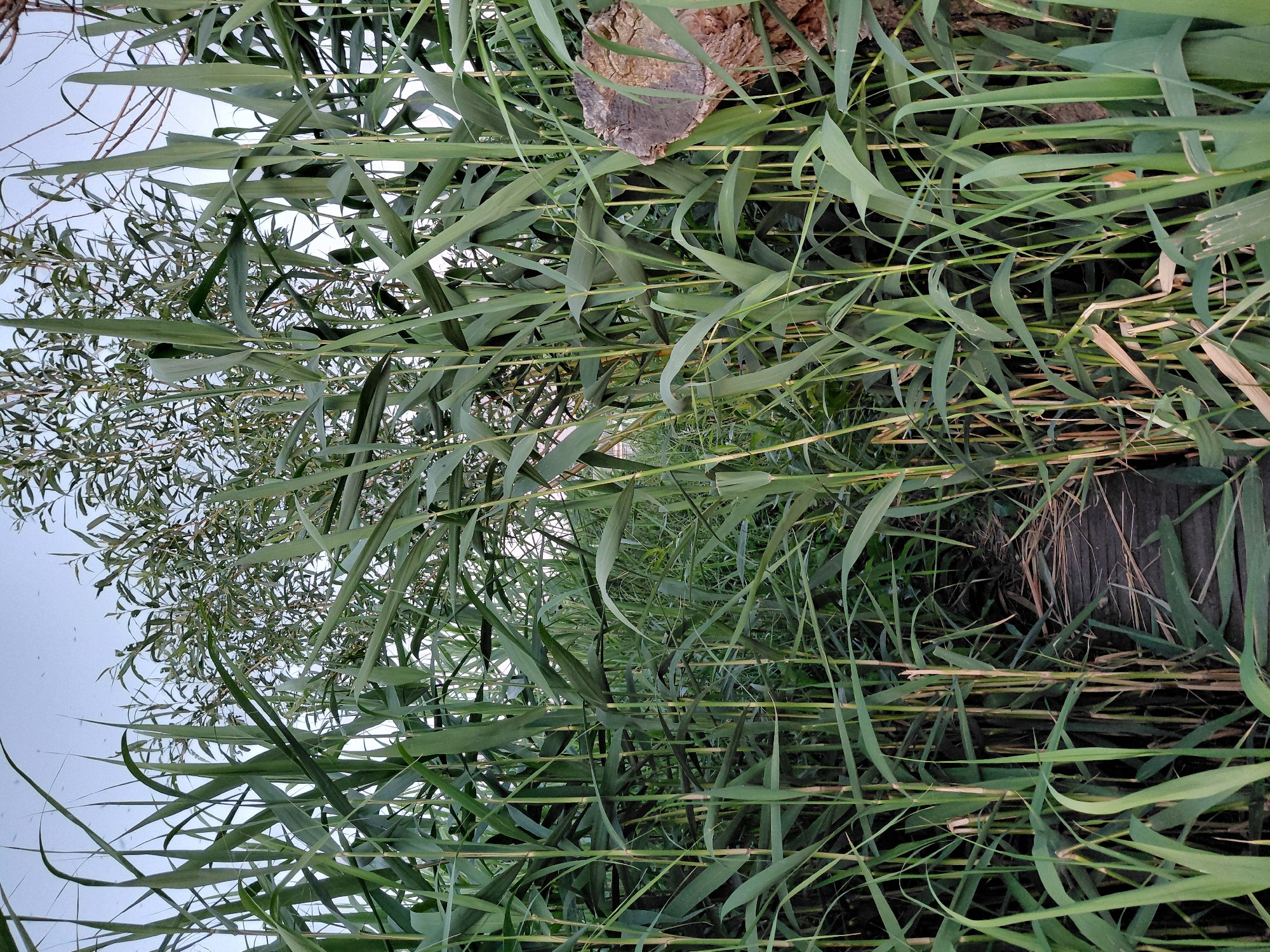 The image shows a dense stand of tall green reeds growing along a narrow wooden pathway. The reeds are lush and green, with long, slender leaves that overlap and obscure the view beyond. The pathway, made of weathered wooden planks, is visible in the lower portion of the image, leading into the reeds. A section of what appears to be a tree stump, with a rough, textured surface, is visible on the right side of the image, partially obscured by the reeds. The sky is visible above the reeds and is a pale blue with a few small, dark specks that could be insects. The overall impression is one of a natural, somewhat overgrown environment. This scene is located in the city of Ustyvytsia, Ukraine.