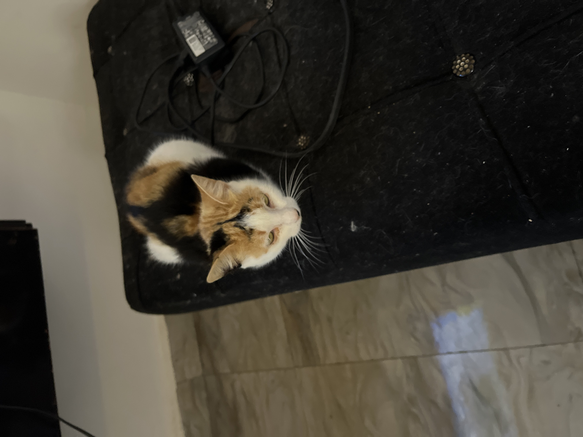 A calico cat is sitting on a black upholstered ottoman. The cat has patches of white, orange, and black fur. Its head is tilted down and its eyes are partially closed. There is a power adapter with a coiled cord resting on the ottoman next to the cat. The floor in the background appears to be tiled. The image was taken indoors.