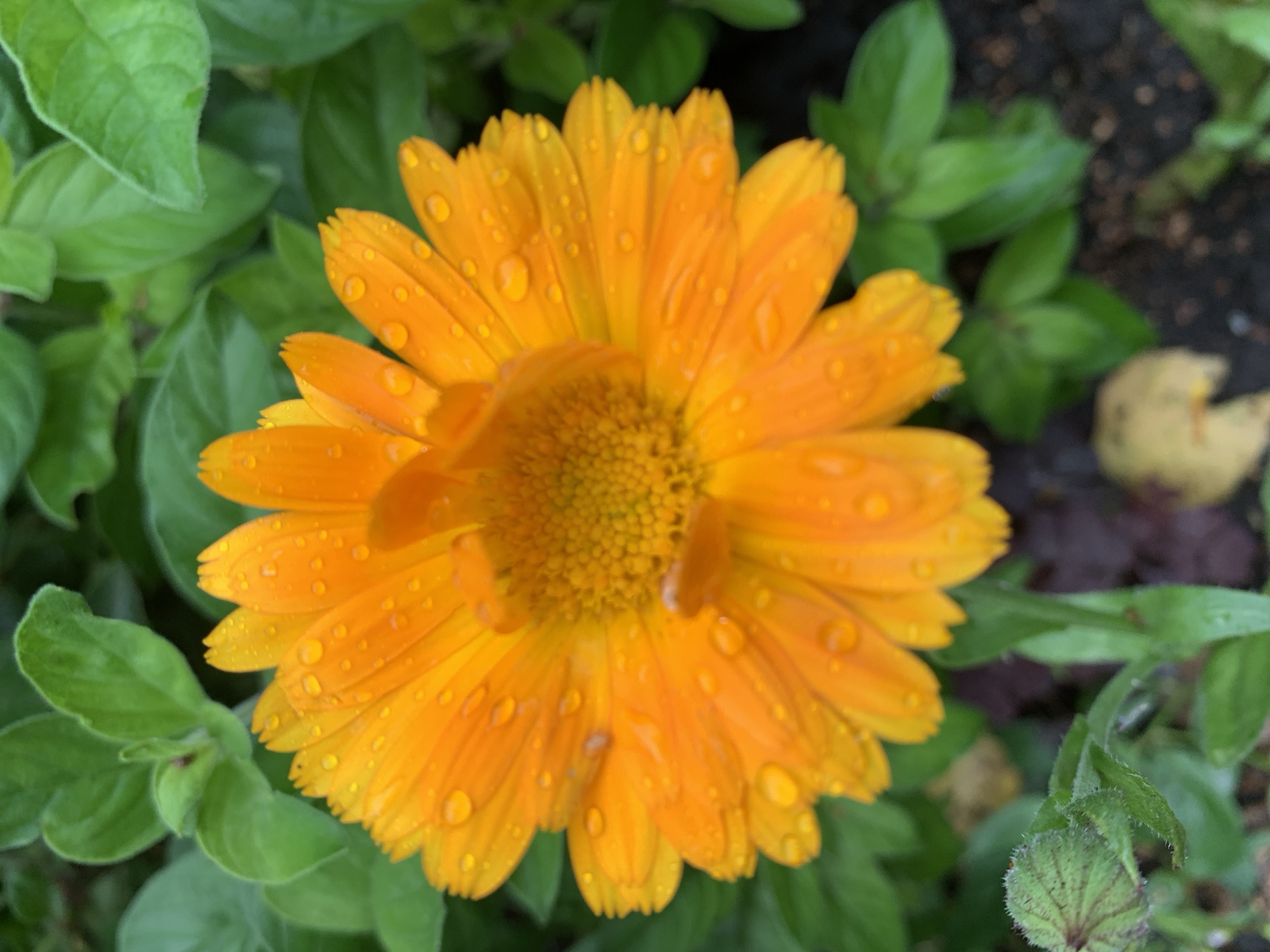 This is a close-up, high-angle, eye-level shot of an orange calendula flower. The flower has many petals, and it is covered in water droplets. The flower is surrounded by green leaves, and in the background, there is dark soil. The scene is set in a garden in Prokopyevsk, Russia. There are no people or animals visible in the image.