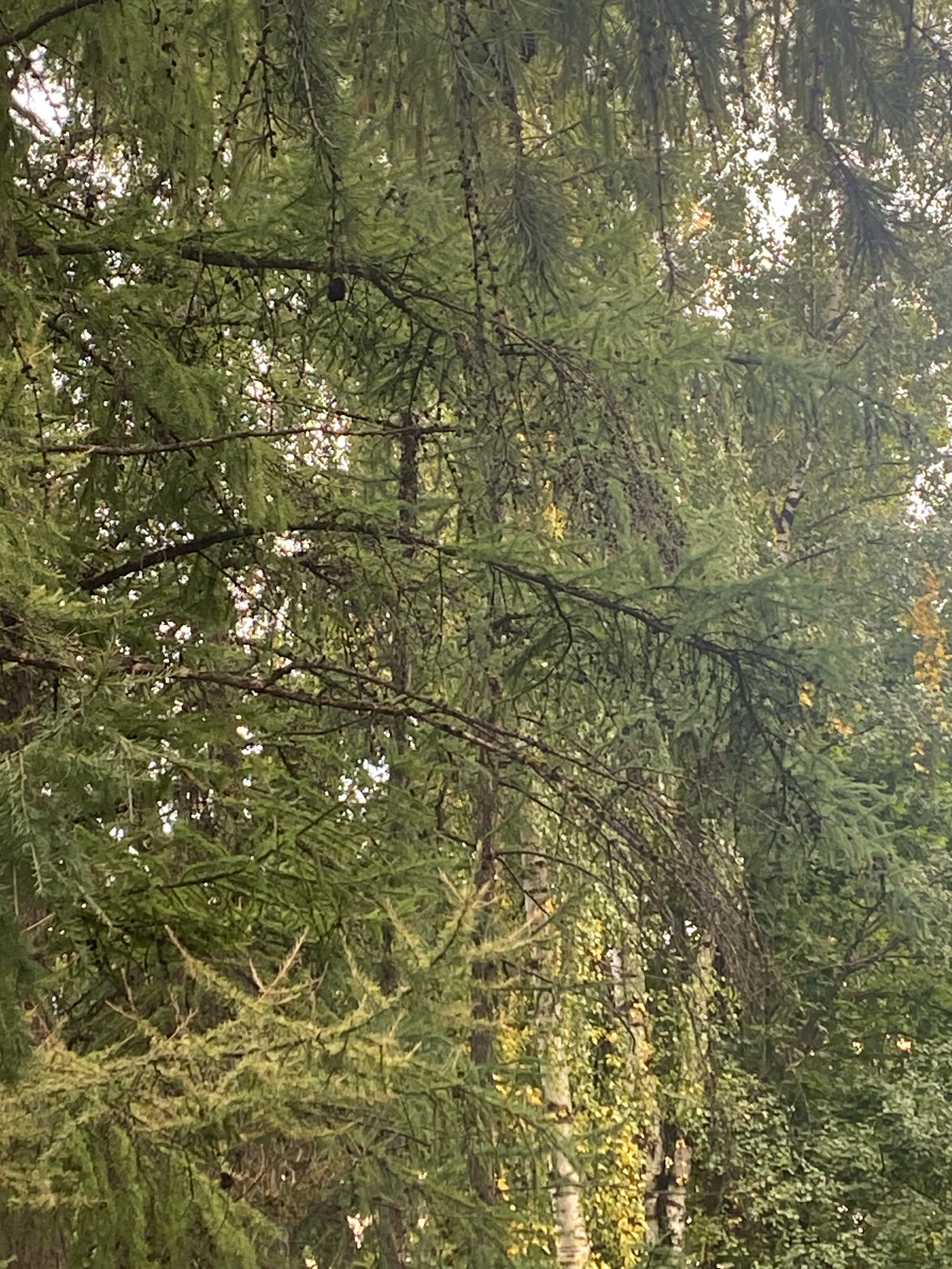 This image captures a dense, green forest canopy, likely a park or natural area within Ivanteyevka, Russia. The foliage is predominantly coniferous, with long, feathery needles on numerous branches. The lighting suggests an overcast or diffused sky, as the light is soft and creates a dappled effect through the leaves. There are no people or animals visible in the frame. The overall impression is one of a natural, uncultivated woodland.