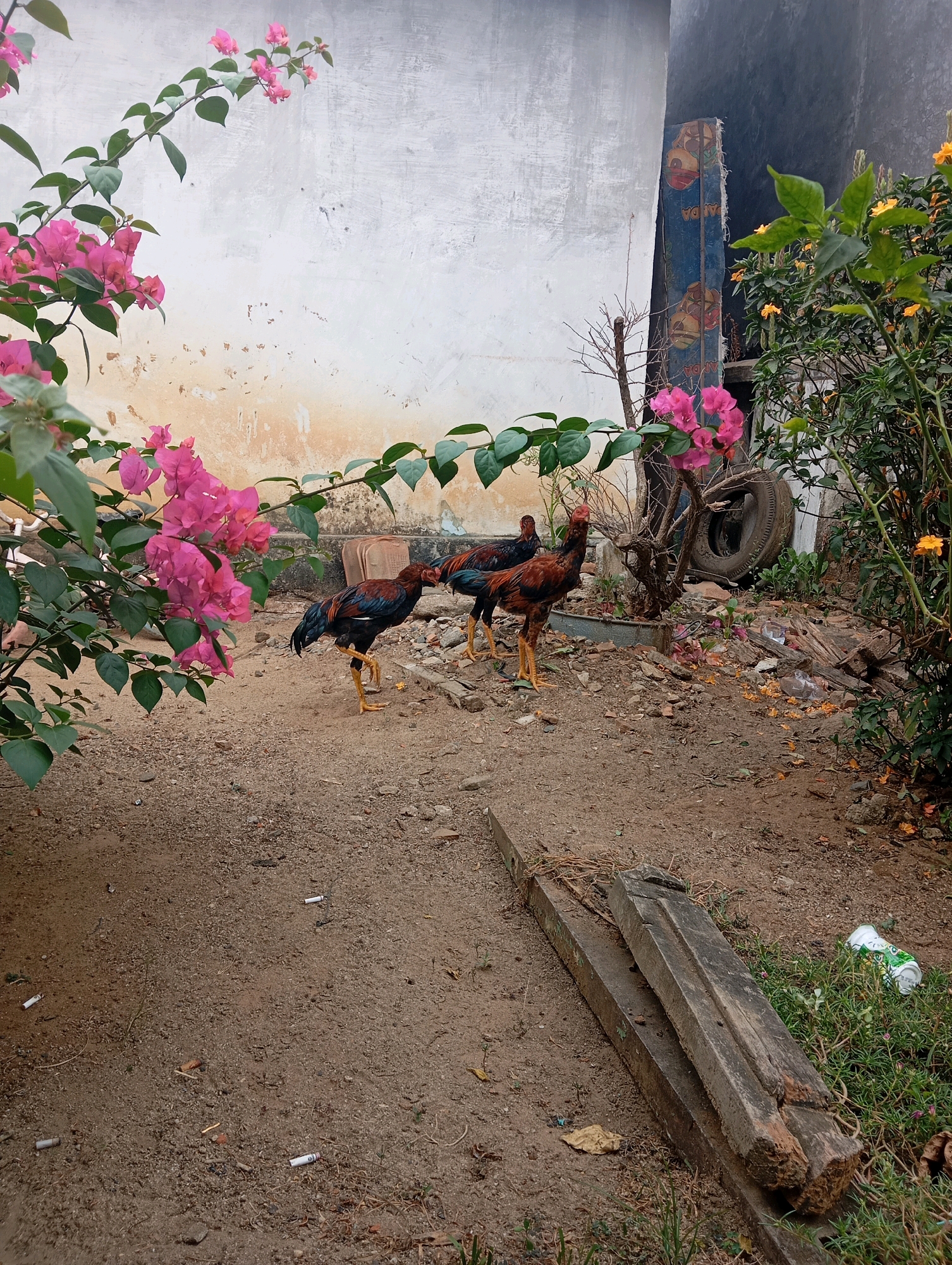 In Leman Benawi, Indonesia, a backyard scene is depicted featuring three roosters standing on sandy soil. Two roosters are in the foreground, with one on the left in profile and another slightly behind and to the right, facing left. A third rooster is partially visible in the background, facing left. Pink bougainvillea flowers cascade from branches on the left, partially obscuring a light-colored, textured wall behind them. To the right of the roosters, a dark blue wooden structure with round illustrations and lettering is leaning against a darker wall. A discarded tire and various debris, including broken pieces of wood and plastic, are scattered on the ground in the midground. Green foliage with small yellow flowers is present on the far right, and in the lower right corner, a crumpled green and white can and some low-lying green plants are visible. The ground is littered with cigarette butts.