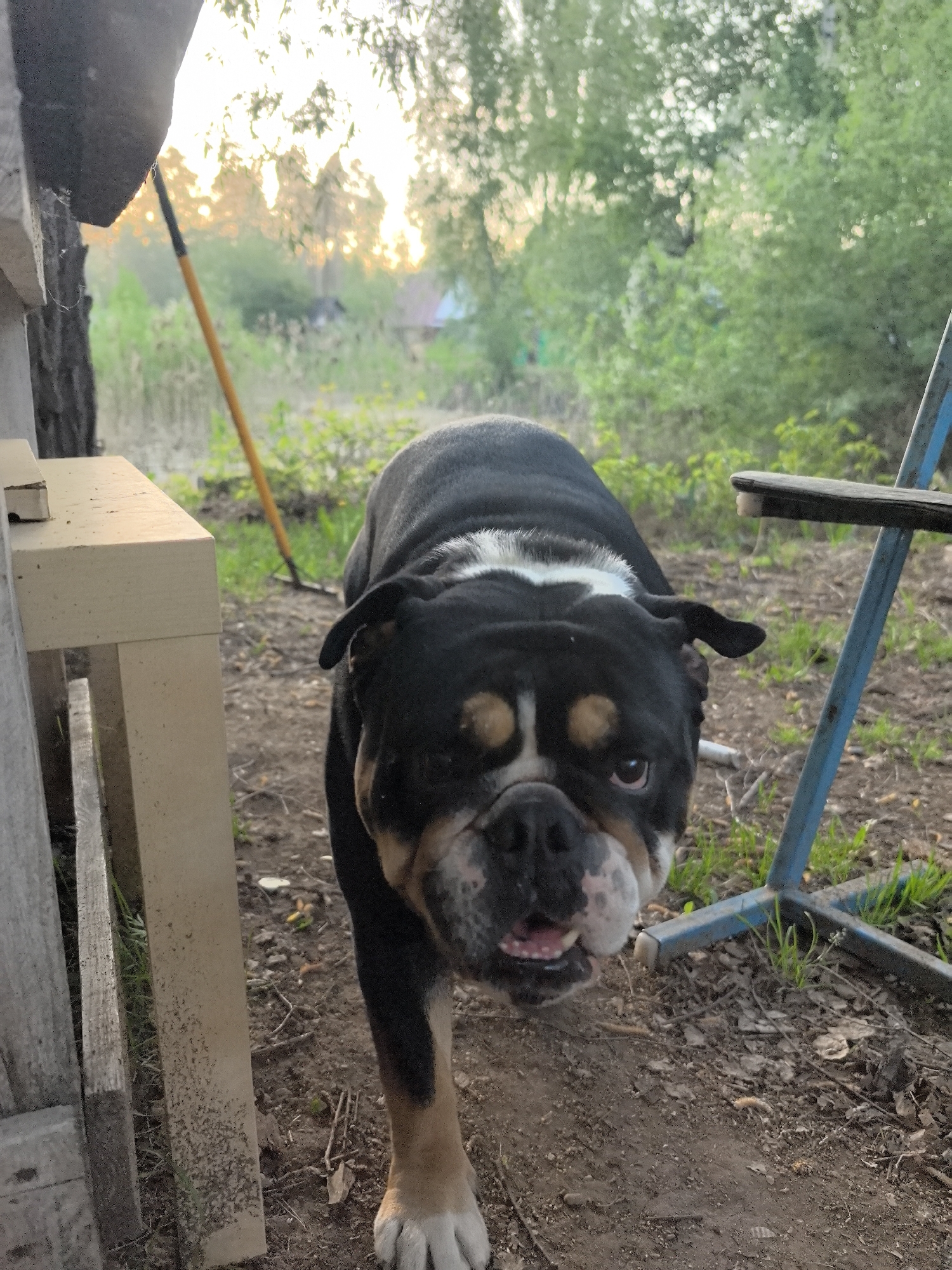 The image shows a black and tan English Bulldog standing on a dirt surface in an outdoor setting. The dog is facing the camera and partially obstructed by elements to the left and right of the frame.
To the left, there is a weathered wooden structure with vertical planks and a cream-colored support beam. To the right, a blue-painted metal frame, possibly part of a chair or other structure, is visible.
In the background, there is vegetation, including shrubs and trees. A yellow-handled tool, possibly a rake or hoe, is leaning against something in the middle distance. The lighting suggests it is either early morning or late afternoon, with a soft, diffused light illuminating the scene.
The dog's expression appears alert, with a slightly open mouth, exposing its tongue and teeth. There are white markings on the top of its head and brown and white markings on its muzzle.
The image does not contain any evidence to conclusively place the scene in the city of Noviy, Russia, and the presence or absence of people cannot be determined based solely on the provided image.