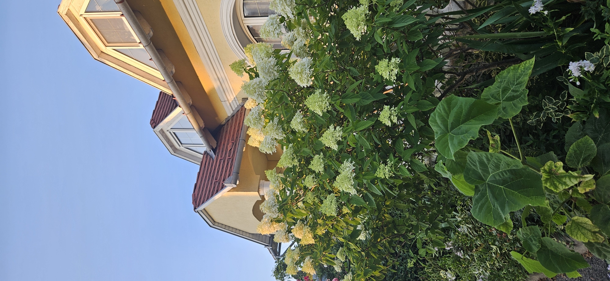 A low-angle, vertical shot captures a close-up view of a dense flowering shrub with cone-shaped white and pale green blossoms, illuminated by the warm glow of late afternoon sunlight. The foliage is lush and vibrant green. In the background, the upper portion of a two-story house is visible. The house features a pale yellow facade, a red-tiled roof, and dormer windows with white trim. The sky above is a clear, bright blue. The setting appears to be a residential area in Hévíz, Hungary, likely a garden in front of a private residence.