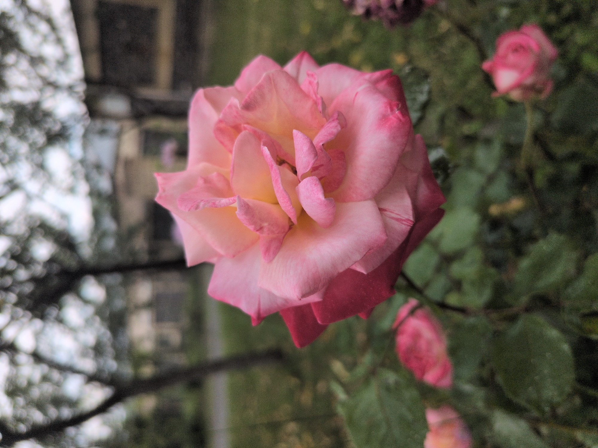 The image shows a close-up of a pink rose in focus, with other out-of-focus roses and green foliage in the background. The background also shows blurred trees and buildings, suggesting an outdoor setting in a residential or park area. The rose has multiple layers of petals, transitioning from a lighter pink in the center to a deeper pink towards the edges. Some dew drops are visible on the petals, indicating recent rain or morning dew. The overall impression is of a garden or natural setting. There is no indication of the location being specifically in the city of Gabala, Azerbaijan.