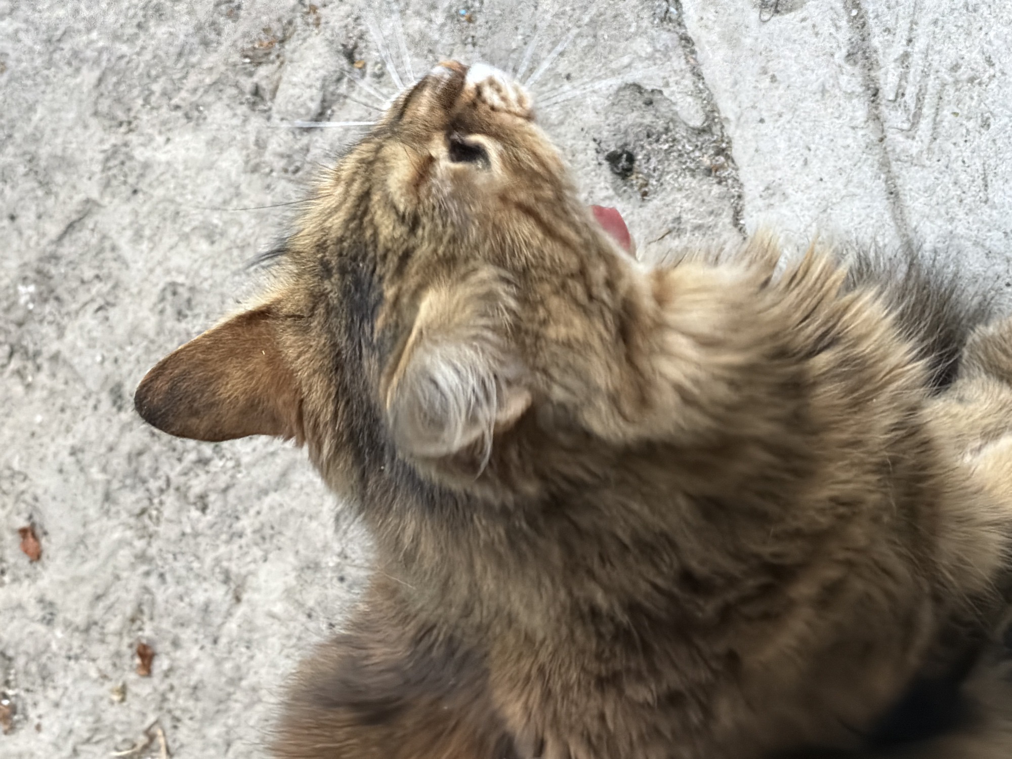 A domestic cat, primarily brown with tabby markings, is pictured in profile, facing right and yawning, revealing a pink tongue. The cat is positioned on a light-colored, textured surface that appears to be pavement or concrete, with scattered small debris and a few dry leaves. The cat's fur is long and fluffy, particularly around its neck and face. The background is a continuation of the textured ground. The image does not contain any specific landmarks or context to place it within the city of Dnipro, Ukraine.