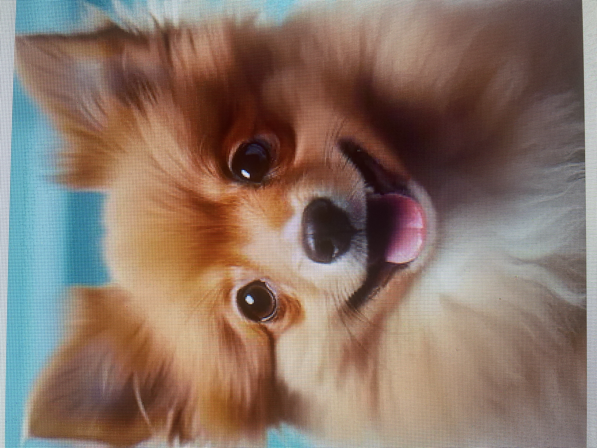 The image shows a close-up, head-on shot of a Pomeranian dog with light brown fur. The dog has large, dark eyes and a slightly open mouth with its pink tongue visible, suggesting it is panting or smiling. Its ears are pointed upwards. The background is a soft, blurred light blue. There is no indication of a city, location, or any people in the image.