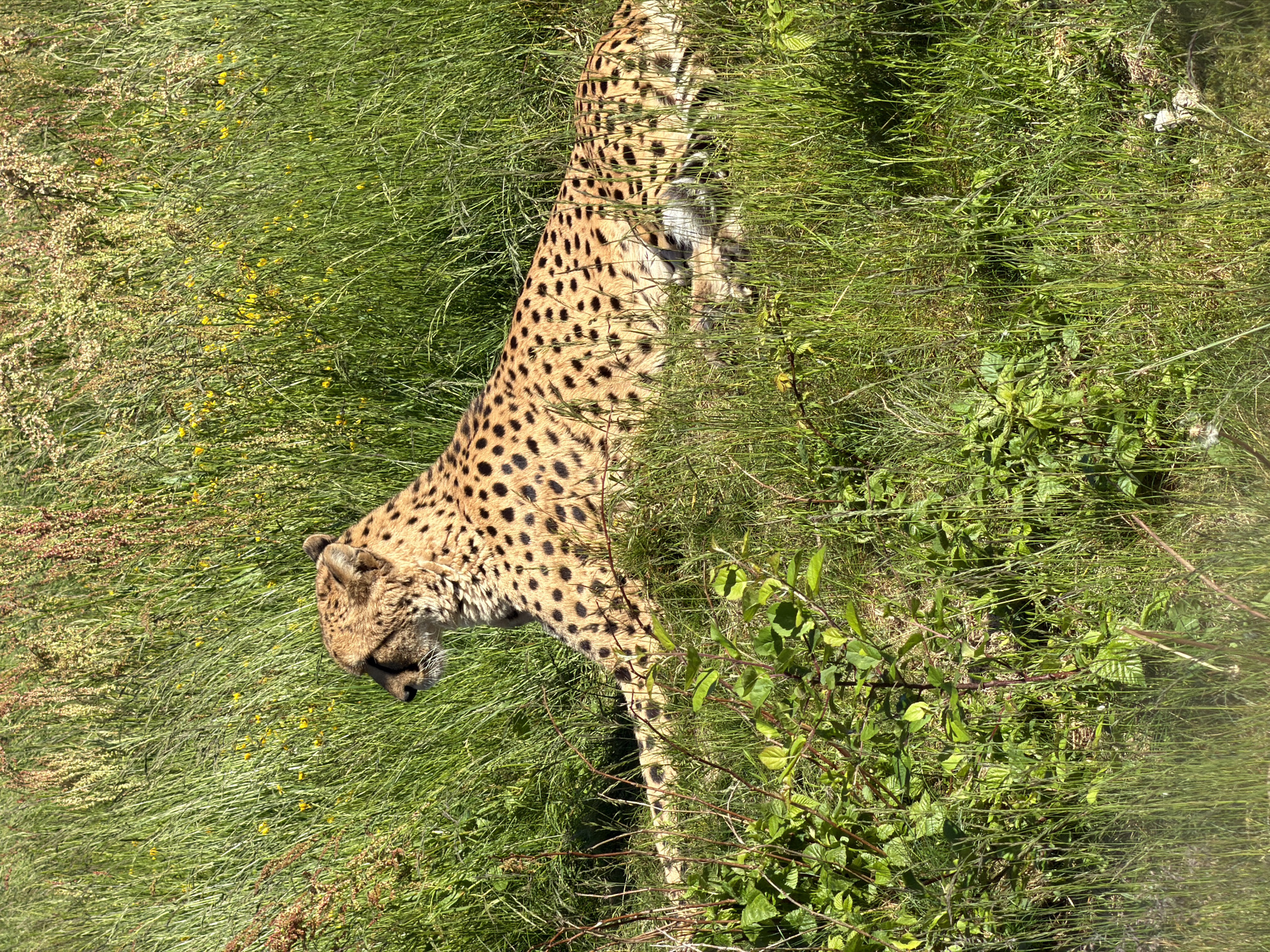 This image captures a single adult cheetah (Acinonyx jubatus) resting in a grassy habitat, observed within Kristiansand Dyrepark in Kristiansand, Norway. The cheetah is positioned in the lower-mid section of the frame, lying on its stomach with its body extended towards the right and its head turned in profile towards the left. Its fur exhibits a tawny-to-golden base color patterned with distinct solid black spots, and prominent black tear streaks are visible on its face, extending from the inner corner of its eyes. The animal is situated within an environment primarily composed of tall, lush green grass. Scattered throughout the grass, particularly in the upper half of the frame, are reddish-brown flowering or seeding plant stalks and small yellow wildflowers. In the lower left foreground, a cluster of green leafy vegetation with thin, dark stems is present. The scene is illuminated by bright natural sunlight, indicating clear weather conditions. No human presence or specific interactions are depicted.