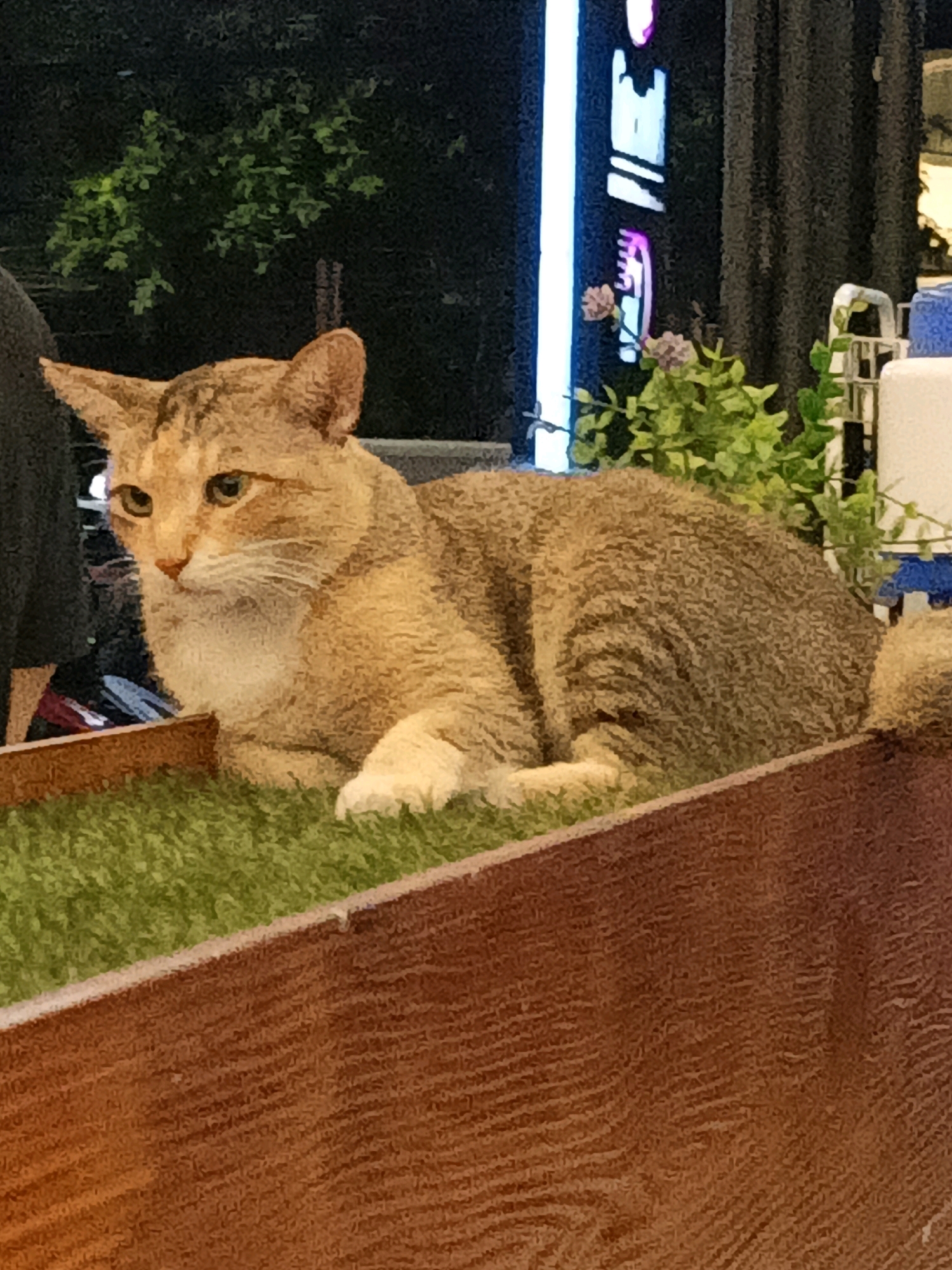 A tabby cat is lying on artificial grass, situated in a wooden planter box. The cat is facing left, with its head turned to look towards the viewer. Its fur is a mix of brown and tan stripes, with a white chest and paws. In the background, there are dark curtains, green foliage, and a bright blue and pink neon sign. The scene appears to be outdoors at night, possibly at a restaurant or cafe. This scene could be located in South Jakarta, Indonesia, where such establishments with outdoor seating and decorative elements are common.