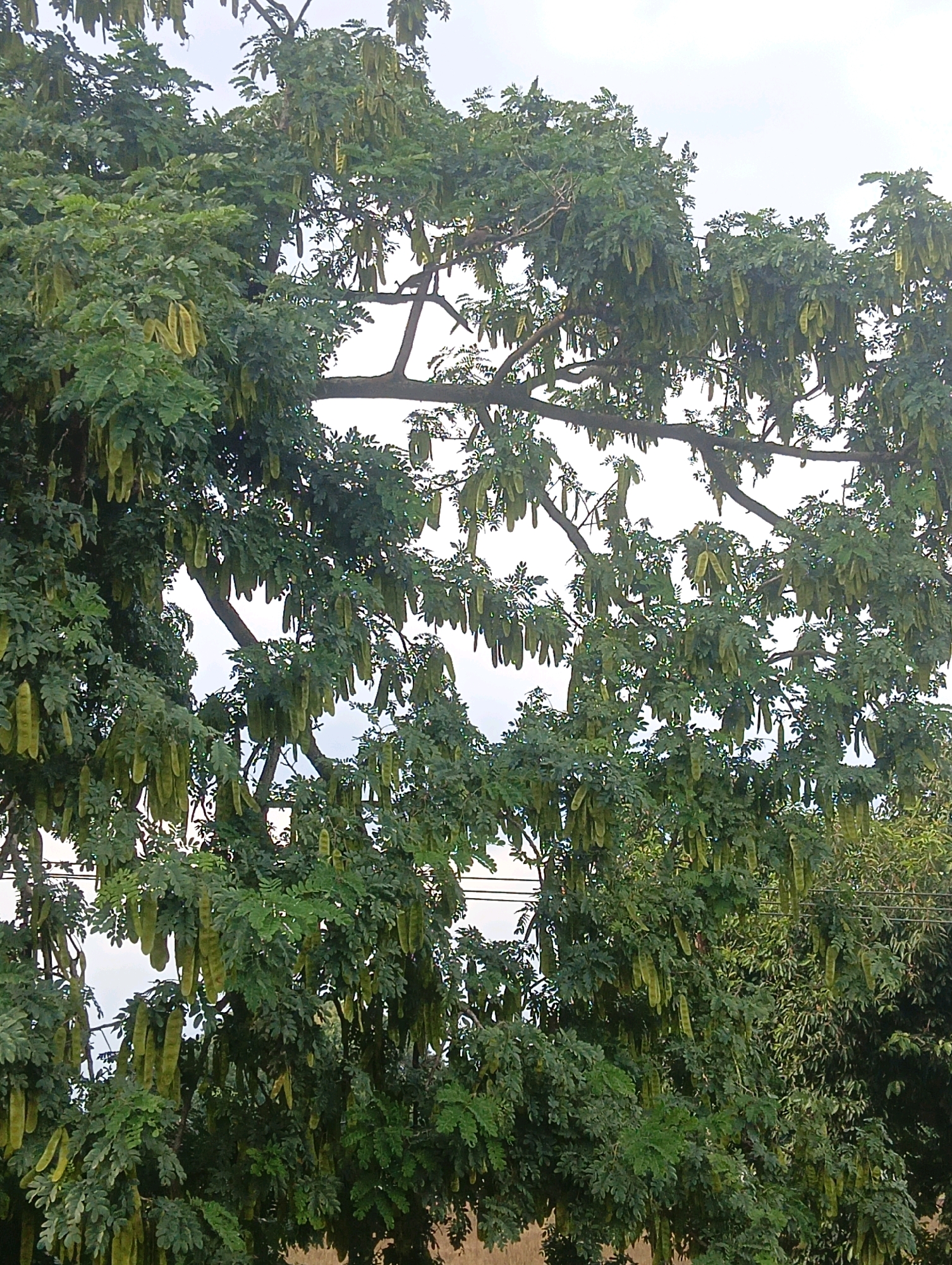 The image shows a large tree with many long, green seed pods hanging from its branches. The tree is full of lush green leaves, and the sky in the background is overcast. In the upper right and left corners of the image, there are power lines visible, suggesting an urban or semi-urban environment. The overall impression is of a mature tree bearing abundant fruit in a natural setting within the city of Chahania, India.