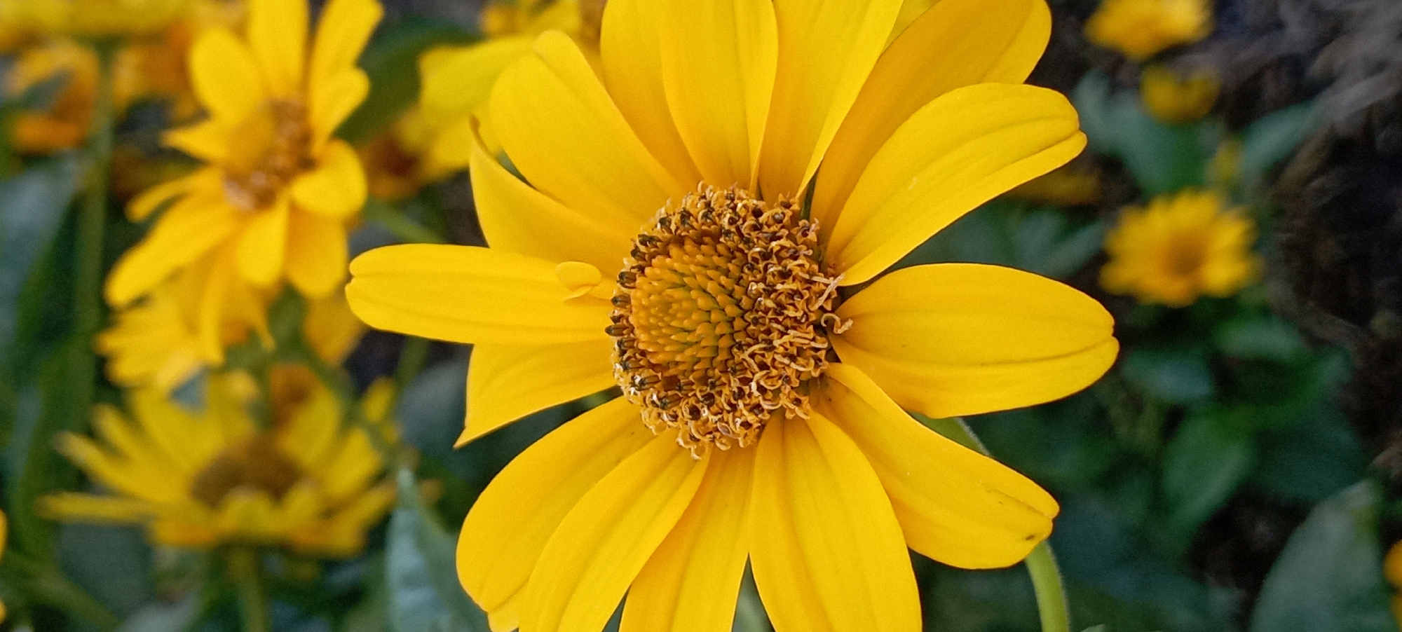 A close-up, vertical shot captures a bright yellow daisy in full bloom, its petals fanned out against a blurred background of green foliage and other yellow flowers. The daisy's central disc is a complex structure of tiny brown florets and pollen-bearing stamens. The image is sharp and detailed on the main flower, with a shallow depth of field that artistically blurs the surrounding elements. There are no people, animals, or man-made objects visible in the frame. The setting appears to be a garden or natural outdoor space, possibly within the city of Radisne, Ukraine, given the context. The lighting suggests it is daytime, and the colors are vibrant and natural.