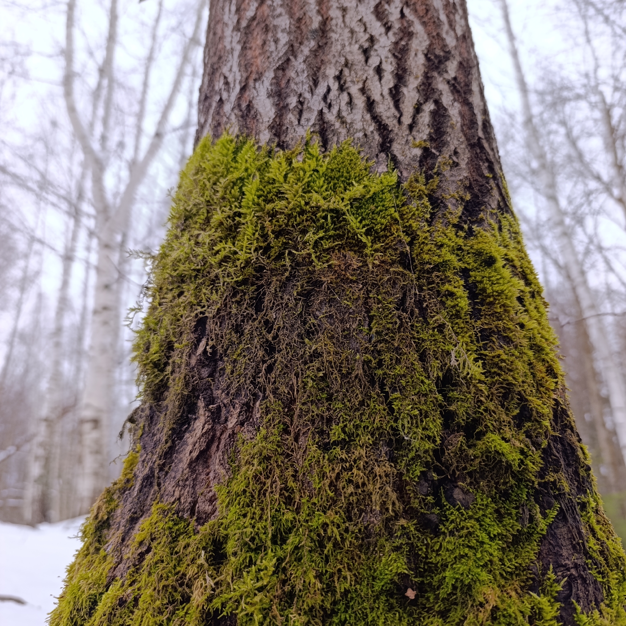 Close-up of a tree trunk covered in moss in a snowy forest. The tree bark is brown and textured. The moss is green and dense. In the background, several birch trees are visible through the fog. Location: likely near Dubovaya, Russia.