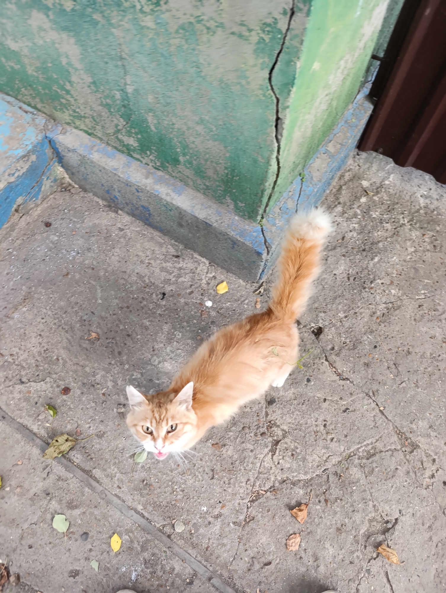 An orange tabby cat with white paws and a fluffy tail is standing on a cracked concrete surface. The cat is looking up at the camera with its mouth slightly open. Scattered leaves are on the ground around the cat. In the background, a green wall with blue trim and a brown metal fence are visible. The scene appears to be outdoors, possibly in a courtyard or alleyway. This image is from Roghi, Moldova.