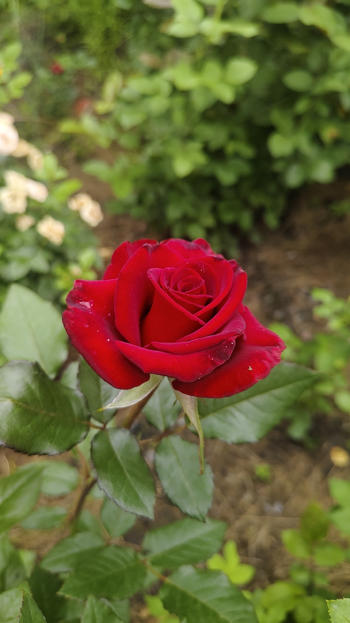 A single red rose is in focus in the foreground of the image. The rose has velvety petals with some water droplets visible on them. The stem and green leaves of the rose plant are also visible. The background is blurred, showing more green foliage and some light-colored flowers, suggesting a garden setting. The soil is visible in the lower right portion of the background. The lighting suggests it is daytime. No people are present in the image. The location is in the city of Shushenskoye, Russia.