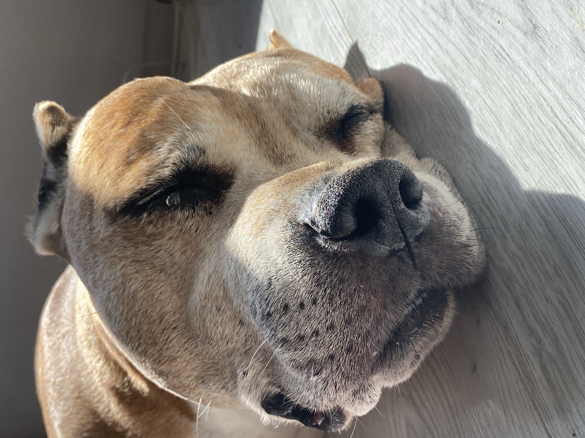 A close-up shot depicts a dog, likely a pitbull or similar breed, lying down on a light-colored wooden floor. The dog's fur is predominantly tan with some light-colored patches around the muzzle and eyes. Its eyes are closed, and the large, dark nose is prominent in the foreground. The dog appears to be resting comfortably in a sunlit area. The location is not discernible from the image. There is no evidence connecting the image to the city of Pleven, Bulgaria.