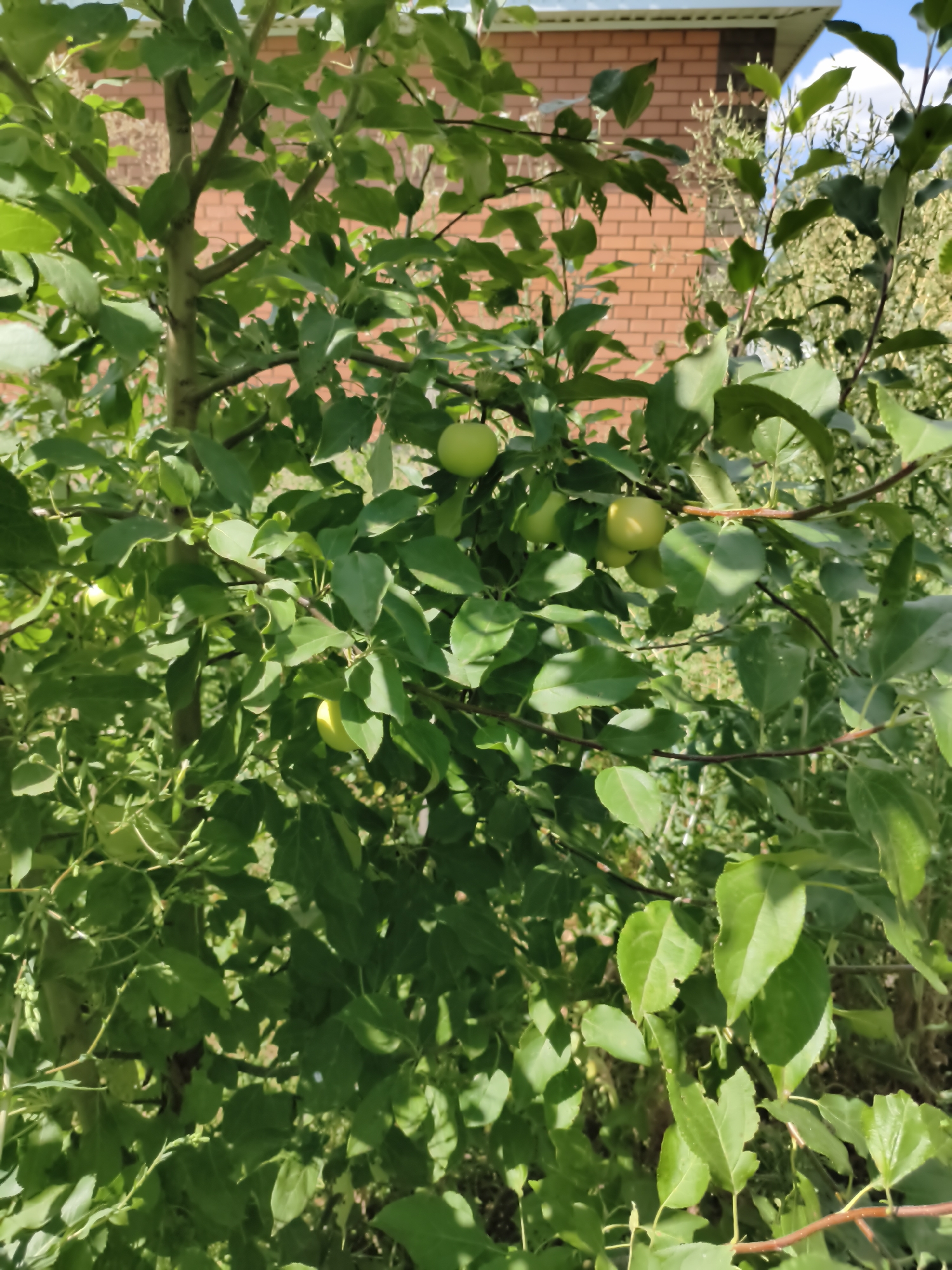 An apple tree with green apples is shown in the foreground, with a brick building in the background. The building is red brick with white trim and a blue sky with white clouds is visible. The apple tree is full of leaves and has several green apples on its branches. The scene appears to be a backyard or garden. The location is Aktobe, Kazakhstan.