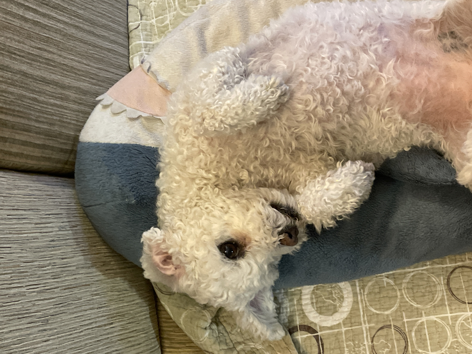 A white poodle-like dog is lying on its back in a round dog bed. The bed is blue and white with a pink frill. The dog is looking towards the camera. The background consists of a patterned blanket and a gray couch. There is no indication of the city of Yekaterinburg, Russia.