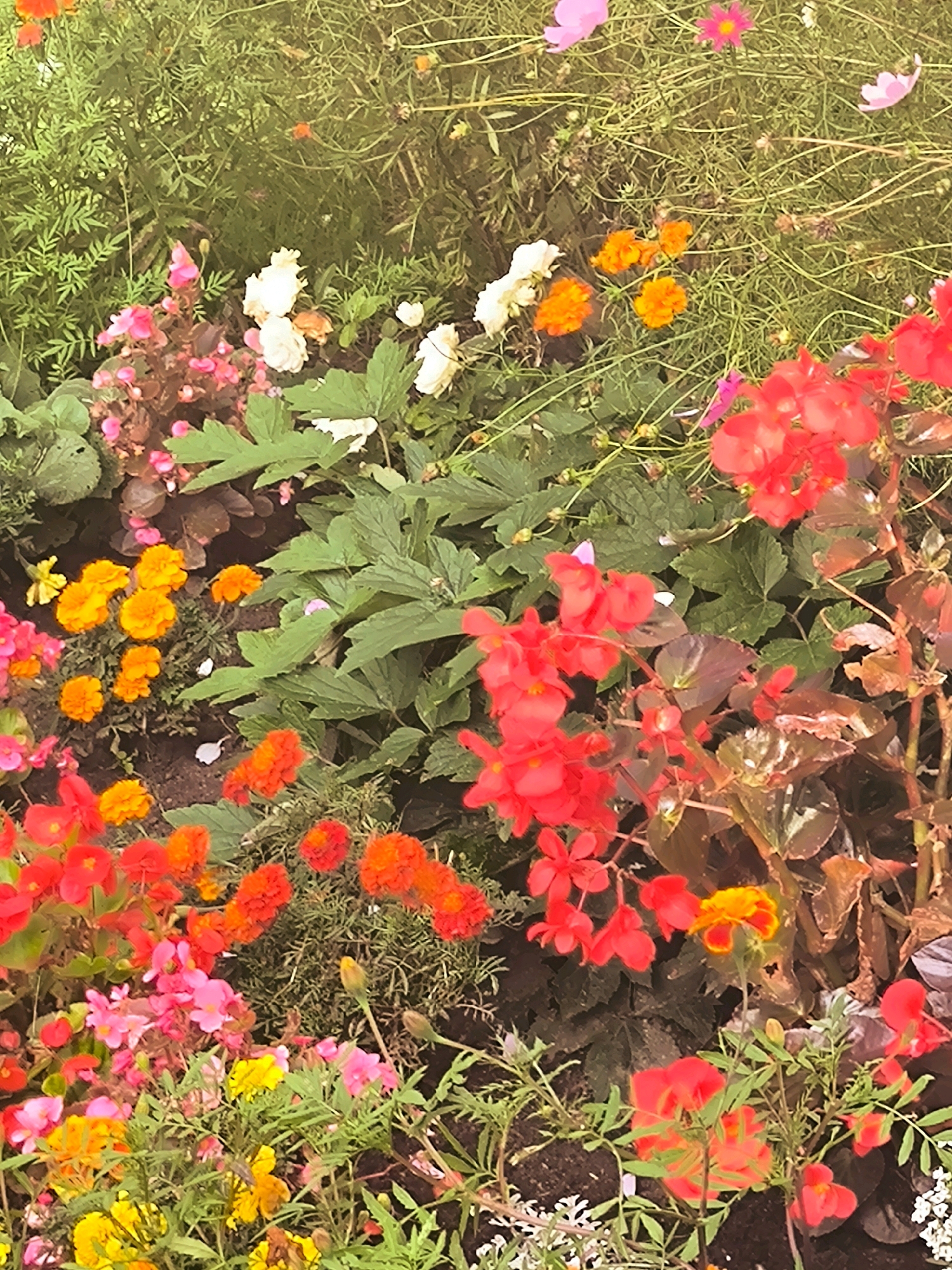The image displays a close-up view of a vibrant flower bed filled with a variety of blooming flowers. Prominently featured are bright red and orange blossoms, interspersed with smaller pink and white flowers. Lush green foliage surrounds the flowers, creating a dense and textured landscape. The lighting suggests an outdoor setting, possibly a garden or park, with soft sunlight filtering through the leaves. There are no people or specific landmarks visible that would indicate a location within Riga, Latvia. The scene is purely botanical, focusing on the natural beauty of the flowers and their arrangement.
