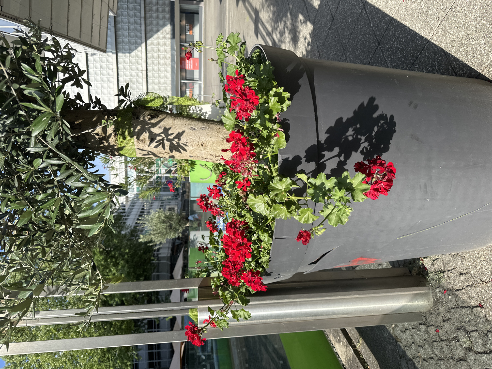The image depicts a large, dark gray planter containing an olive tree and a dense cluster of red geraniums. The planter is situated on a paved surface, likely a sidewalk or plaza, composed of gray cobblestones. To the left of the planter, two slender, metallic posts stand vertically. In the background, a modern building with a white, textured facade is visible, featuring large windows and a covered entrance. The building's architecture suggests an urban setting. Sunlight casts shadows from the tree and its foliage onto the planter and the ground. The overall scene appears to be an outdoor urban environment in Krefeld, Germany, characterized by decorative planting and modern architecture. There are no people visible in the image.
