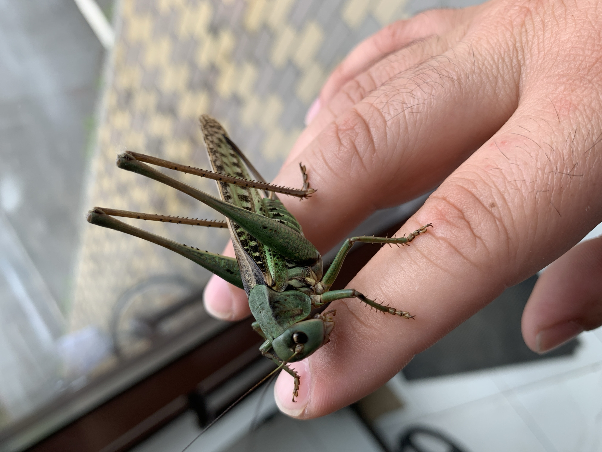 A close-up, eye-level, outdoor shot shows a person's hand holding a large green grasshopper. The grasshopper is positioned on the thumb and index finger, with its head facing left. Its long, spiky hind legs are extended upward, and its wings are partially visible. The background features a blurred view of a window and an outdoor paved area with a repeating pattern of tan and beige tiles. The image does not contain any identifying landmarks or context to determine a specific location within Kropotkin, Russia.