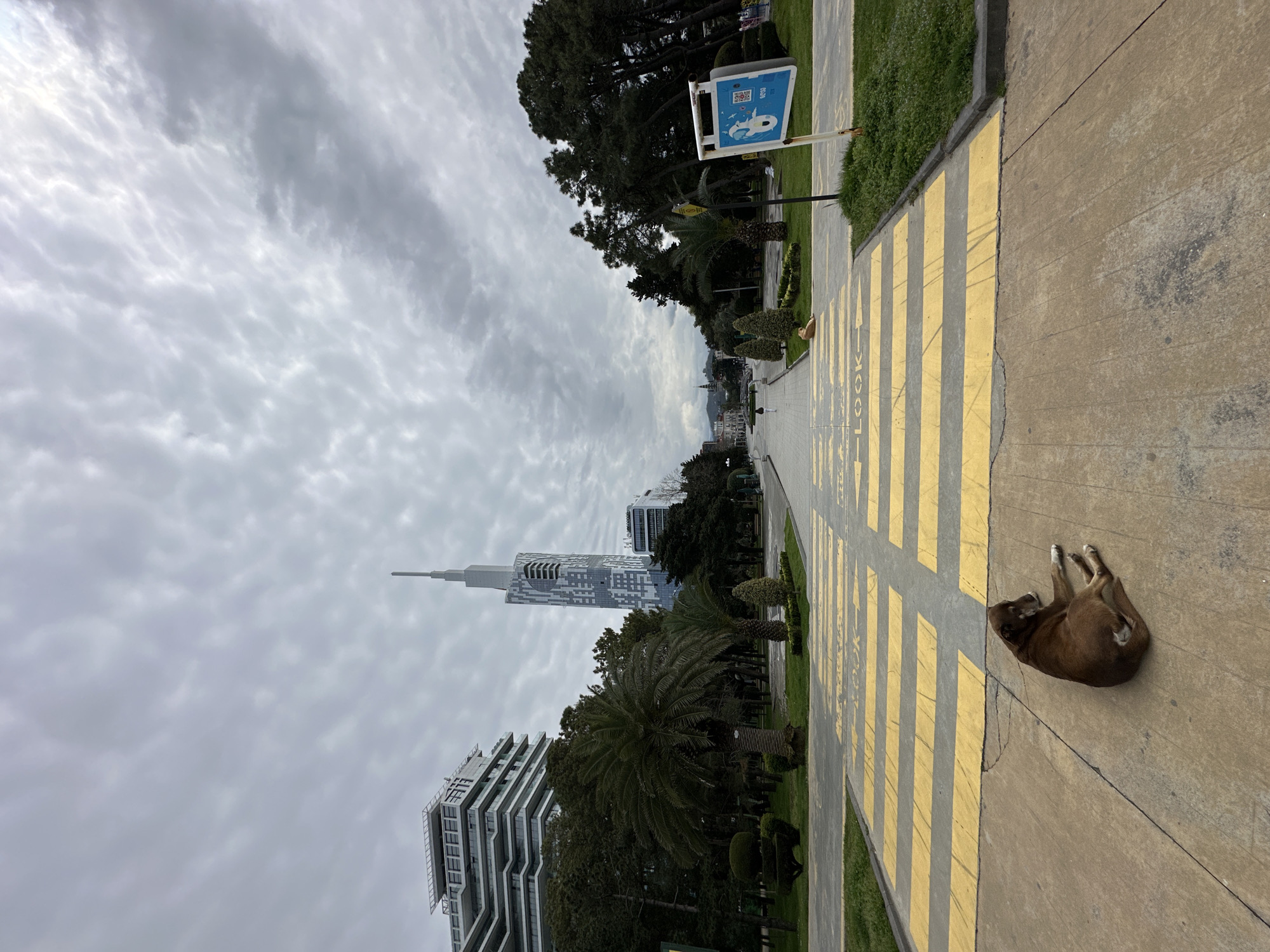 A street-level, eye-level, medium-shot photograph of Batumi, Georgia, shows a dog lying on a sidewalk with a crosswalk. The sidewalk and crosswalk occupy most of the right side of the image, and the dog lies on its side with its legs extended. The crosswalk has yellow stripes and reads "LOOK" in large letters. A strip of green grass with trees and shrubs is next to the sidewalk. On the left side of the image are modern high-rise buildings, including the Alphabet Tower. Trees and shrubs are between the sidewalk and the buildings. The sky is overcast. The image appears to be rotated counterclockwise.