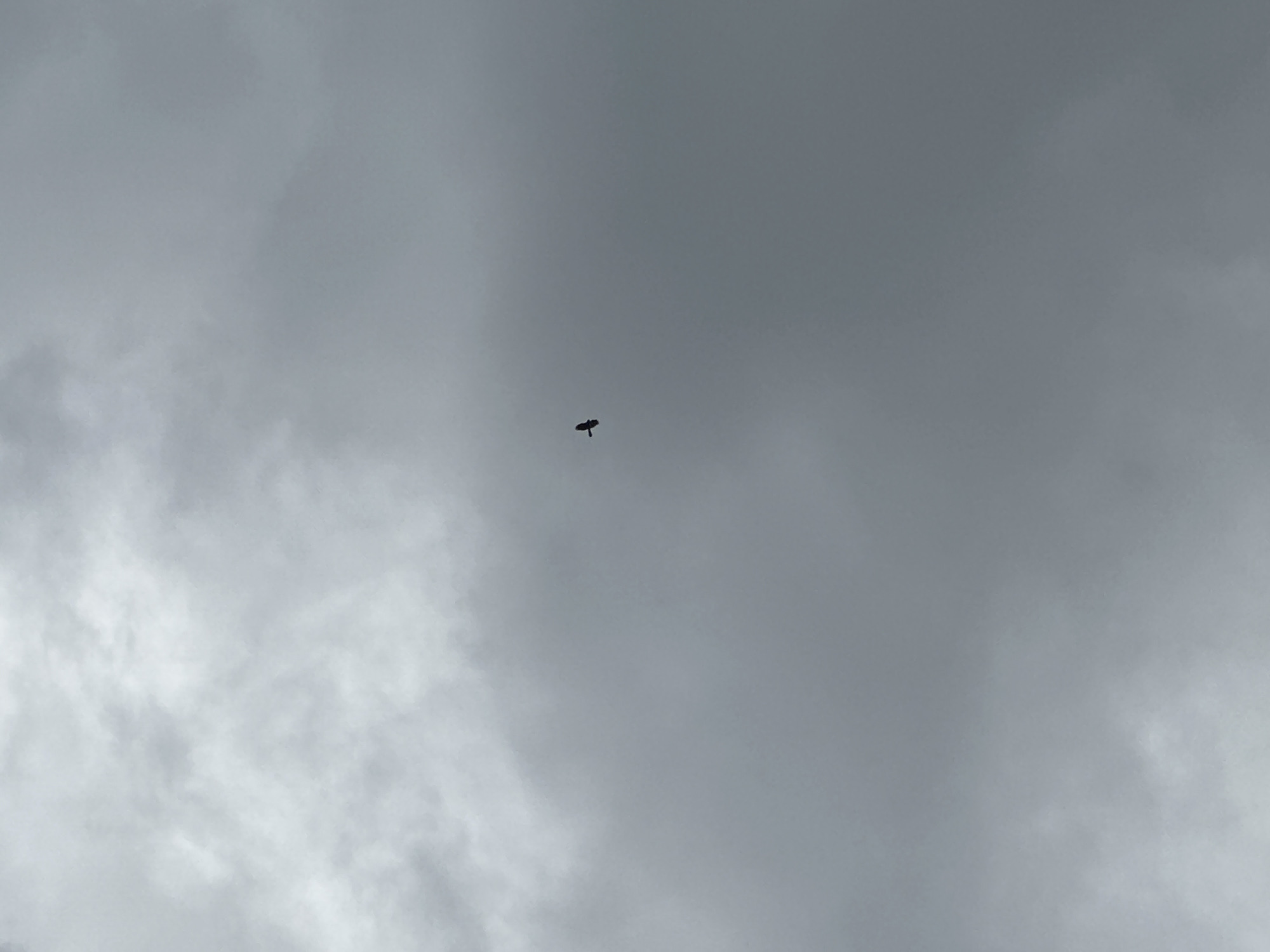 The image displays an expansive, overcast sky filled with shades of grey and white clouds. In the central upper portion of the frame, a small, dark, unidentifiable object is visible in flight. Its shape is indistinct due to distance, appearing as a dark, irregular silhouette, possibly resembling a bird or a small drone. The sky is predominantly cloudy, with areas of lighter, wispy clouds interspersed with more uniform, darker grey cloud formations. There are no other discernible subjects, objects, or features in the scene. The lighting indicates daytime, but the heavy cloud cover obscures the sun. No specific location cues or visible text are present in the image.