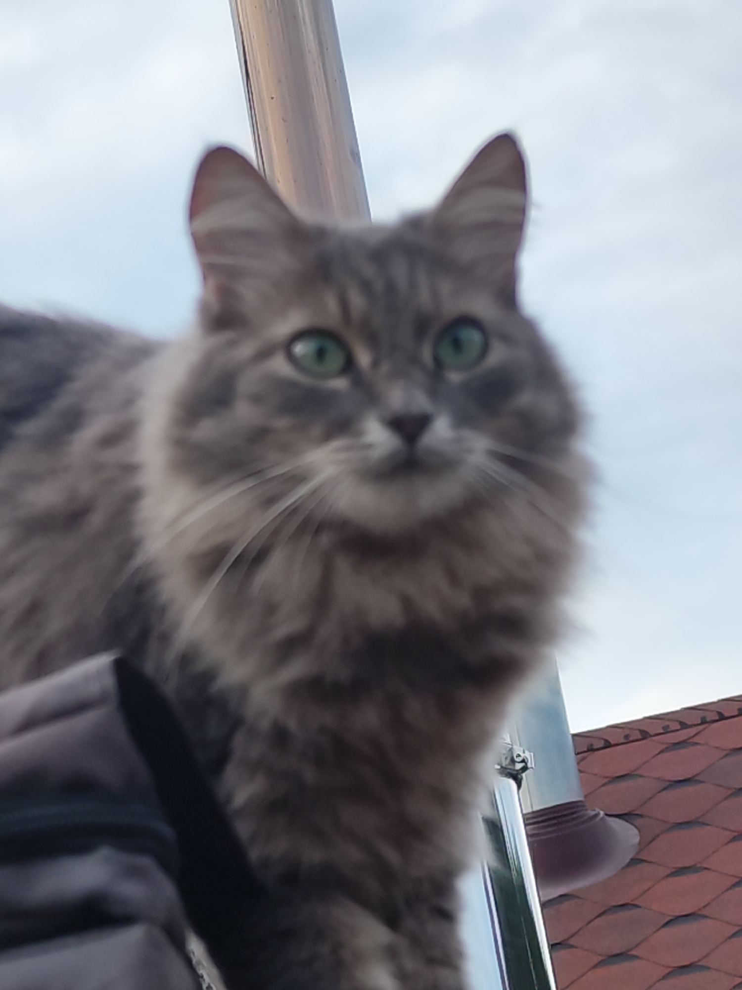 A medium shot captures a fluffy gray cat with striking green eyes. The cat is the main subject, positioned in the foreground, with its face slightly out of focus. It appears to be looking directly at the camera. Behind the cat, a metallic pipe runs vertically, and to the right, a section of a reddish-brown shingled roof is visible. The sky is overcast, suggesting daytime with potentially cloudy weather. The perspective is from a low angle, looking up at the cat. The overall impression is casual, possibly an outdoor setting like a rooftop or balcony in Chaikovsky, Russia. There is no visible text in the image.