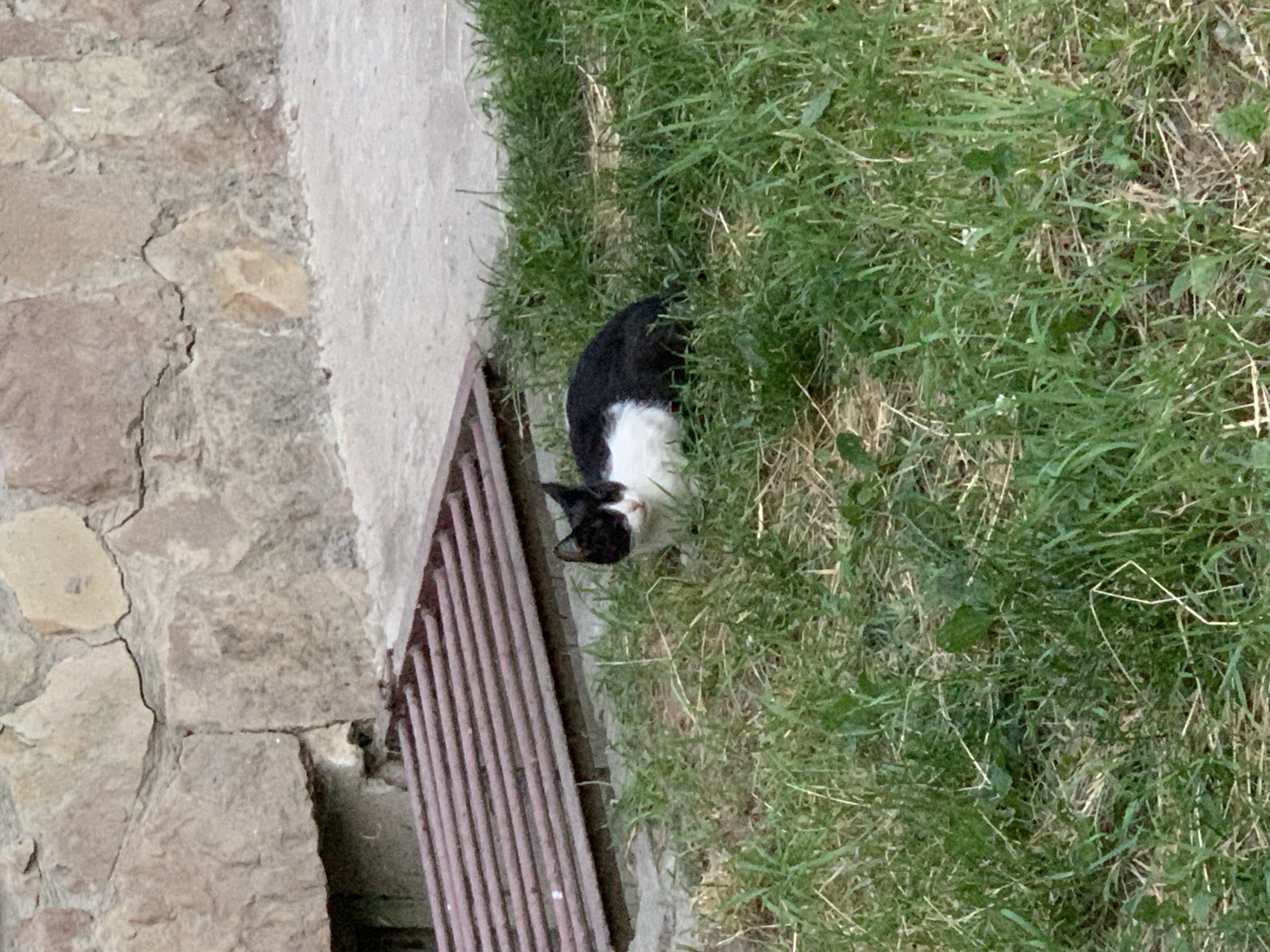 A black and white cat is lying in the grass in front of a stone wall and a metal grate. The cat is facing left and its head is turned towards the camera. The grass is green and dry in some areas. The stone wall is made of irregular-shaped stones of various colors. The metal grate is rectangular and appears to be covering an opening. The ground is also visible, and it appears to be concrete. The scene is outdoors, and the lighting suggests it is daytime. The cat appears to be relaxed and comfortable in its surroundings. It is not possible to determine the exact location in Ternopil, Ukraine, from the image alone.