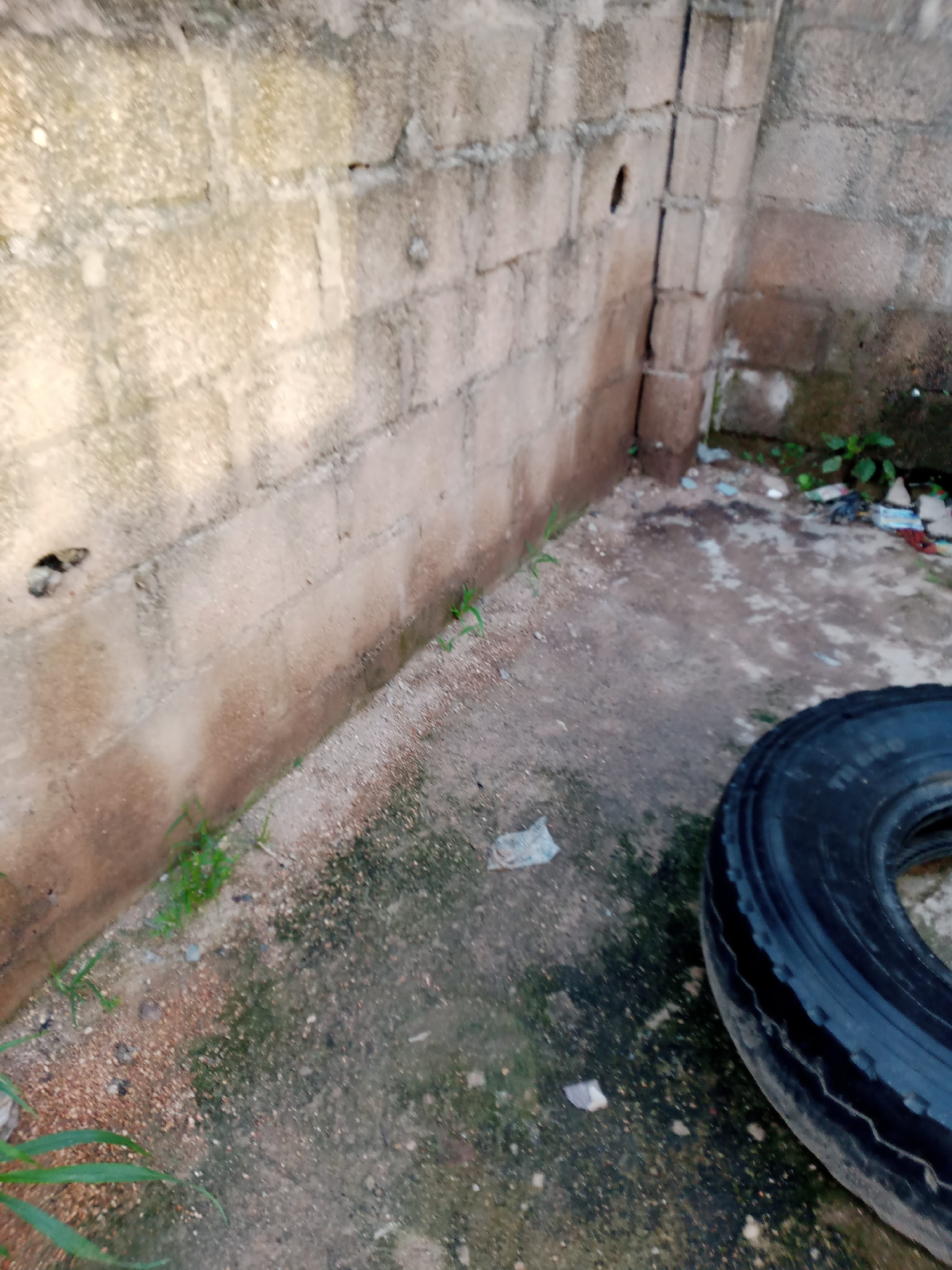 The image depicts an outdoor scene next to a rough, cinder block wall, likely in a neglected or undeveloped area. The wall itself appears weathered and shows signs of age, with a consistent texture of stacked blocks. On the ground, there is a mixture of dirt, gravel, and some scattered debris, including what appears to be pieces of paper or plastic. Small green shoots of grass are visible growing in patches along the base of the wall and on the ground, indicating some moisture or recent rain. In the foreground, a large, black tire is partially visible, lying on its side. The overall impression is one of an unkempt outdoor space, possibly an alleyway or the backyard of a building in an urban or peri-urban setting. This scene is consistent with areas found in Jauro Yinu, Nigeria, where such unpaved and unmaintained spaces are common.