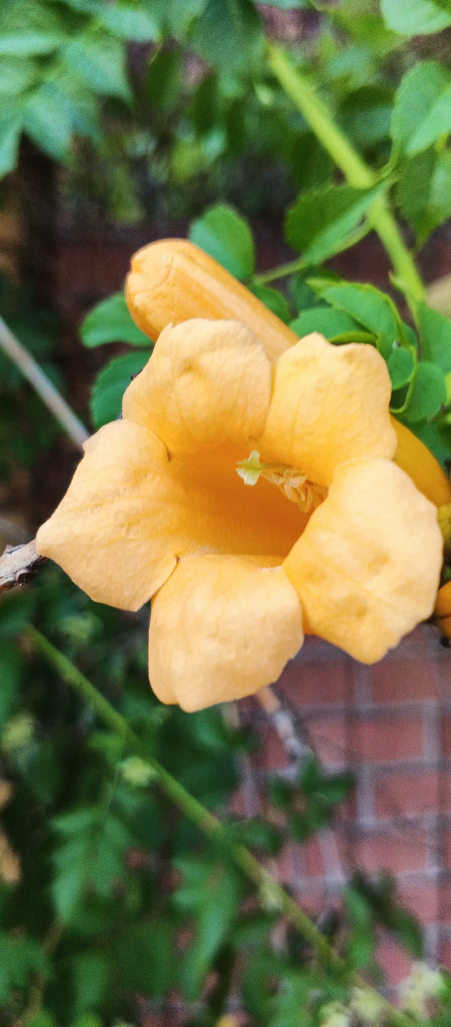 A close-up, eye-level, medium shot captures a vibrant orange trumpet-shaped flower in bloom, its petals unfurling towards the viewer. The flower's center reveals delicate light green stamens. The bloom is situated on a stem with surrounding lush green foliage and a hint of a brick wall in the background, suggesting an outdoor setting. The overall lighting is natural, highlighting the texture and color of the flower. The image appears to be taken in a garden or natural setting within the city of Smila, Ukraine.