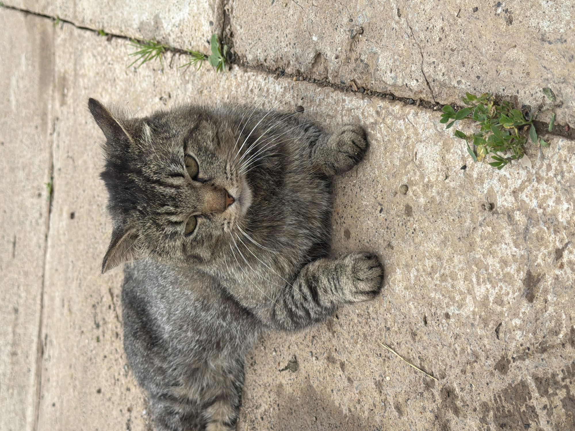 A tabby cat lies on a cracked concrete surface, its body partially visible. The cat has gray and black fur with white whiskers. Its eyes are open and it appears relaxed. Green plants are growing out of the cracks in the concrete. The scene is outdoors, with natural light suggesting it is daytime. The cracked concrete and sparse vegetation suggest an urban or semi-urban environment. The cat is the sole subject of the image.