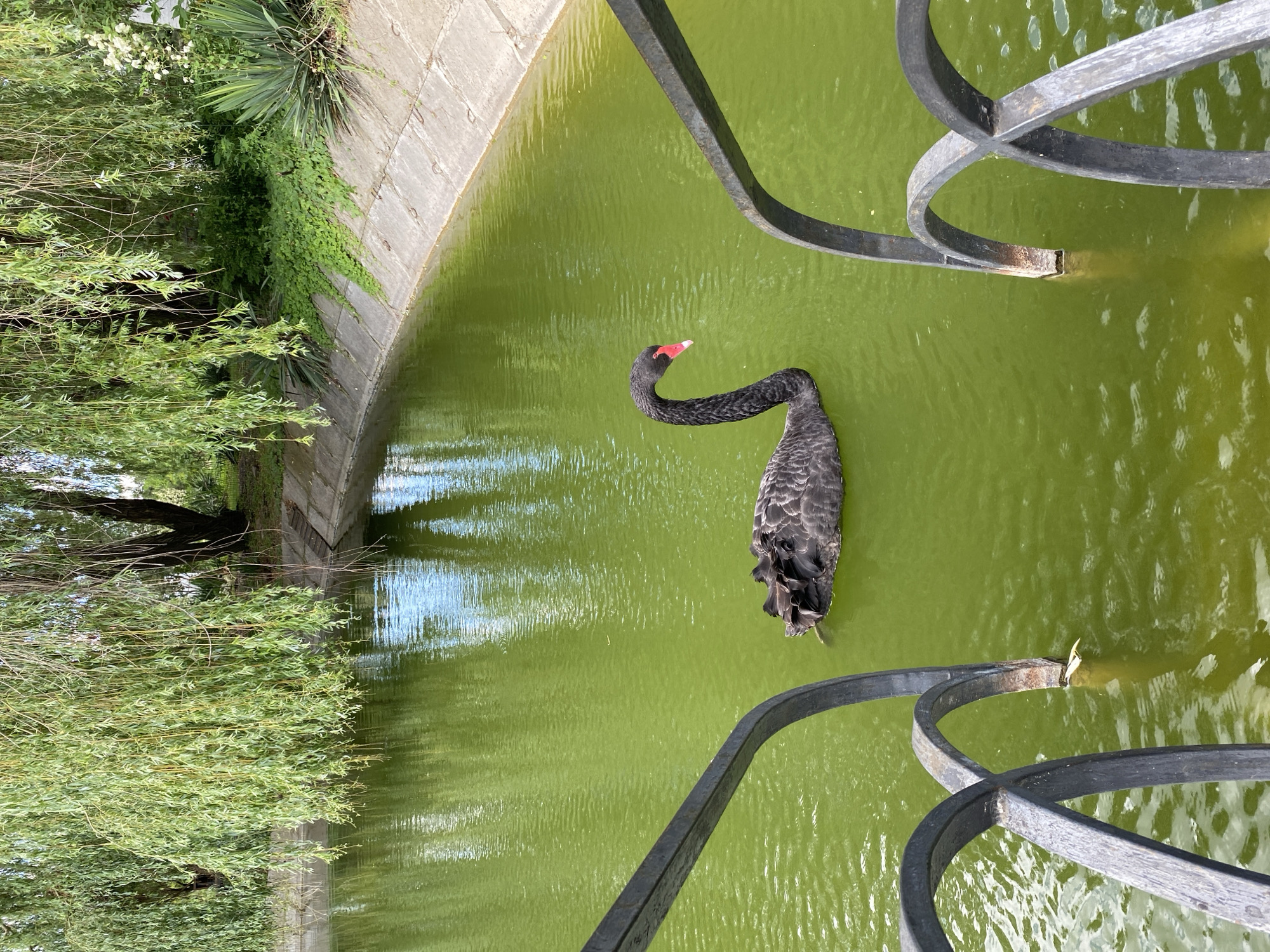 A black swan with a bright red beak swims in a murky green pond. The swan's neck is gracefully curved, and its body is partially submerged in the water. The pond is surrounded by a concrete wall on one side, and lush green foliage, including trees and vines, on the other. A decorative black metal fence runs along the edge of the pond, partially obscuring the view. The water's surface is rippled, reflecting the overcast sky. The scene appears to be in a park or garden setting, possibly in Plastunovskaya, Russia. The lighting suggests it is daytime, but the weather is not clearly discernible. There is no visible text in the image.