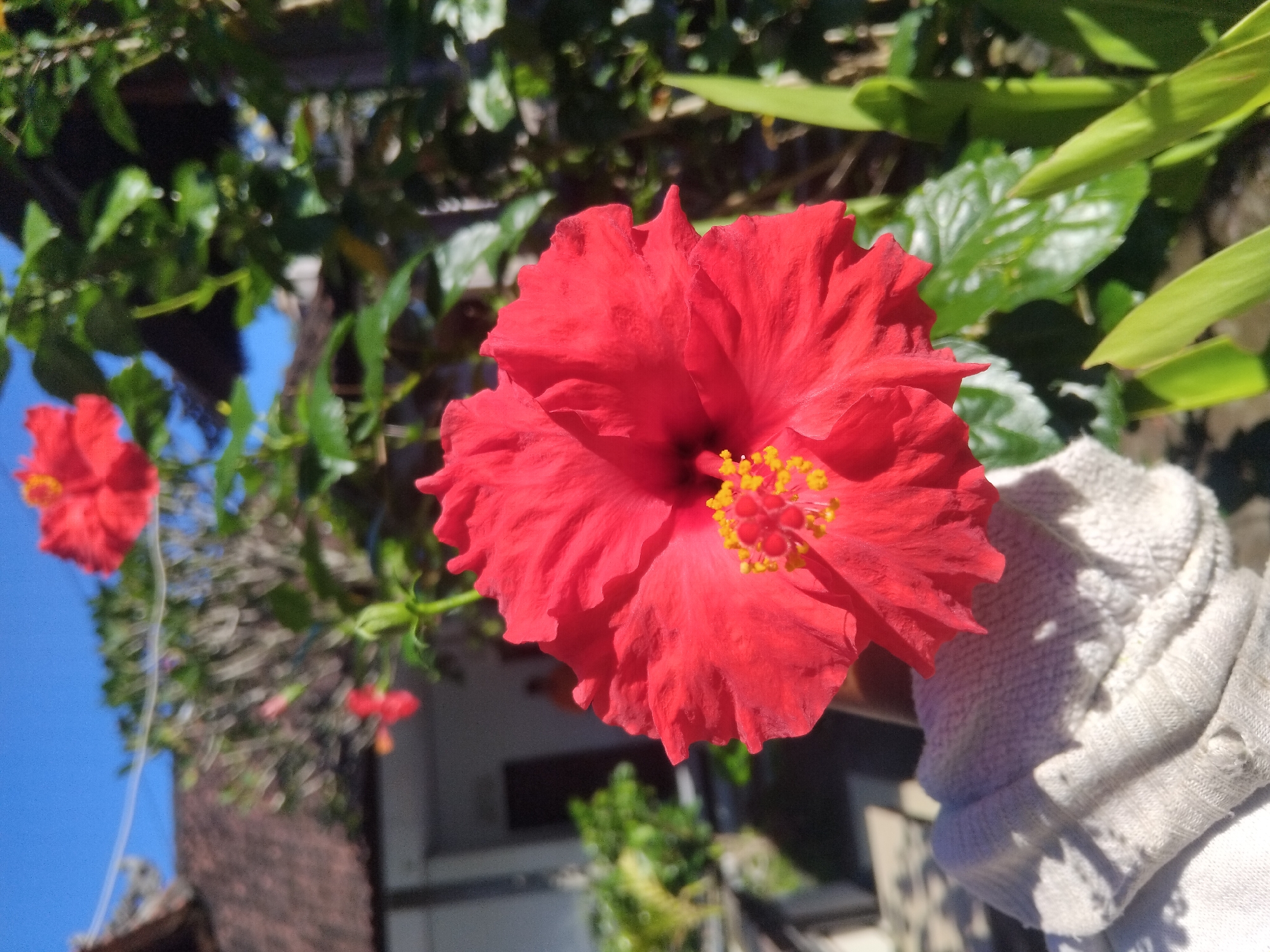 The image depicts a close-up of a red hibiscus flower with a yellow stamen. The flower is in focus and appears to be held up by a hand in a white glove. In the background, there is a blurred view of a blue sky, green foliage, and a building with a brown roof. There are other hibiscus flowers visible in the background, out of focus. The lighting suggests it is daytime and the scene is outdoors. The location is Unknown, Unknown.