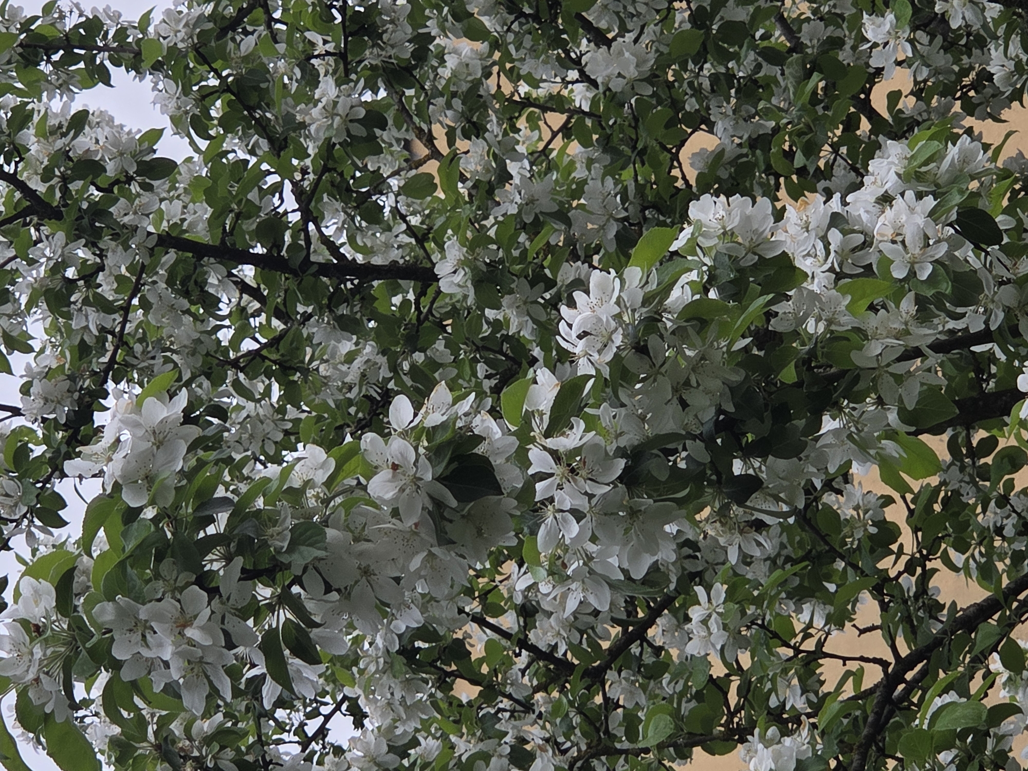 The image shows a tree with white blossoms and green leaves, likely taken from a low angle looking up. The branches are visible, forming a dense canopy. The sky is visible in patches between the branches. The location is the city of Unknown, Unknown.