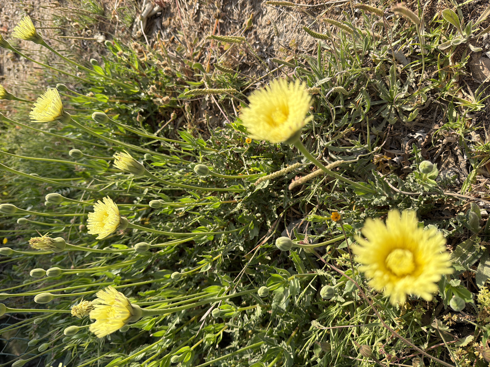 The image shows a patch of ground covered with various plants and flowers. The prominent plants are a species with long, slender stems topped by yellow flowers, some in bloom and others still in bud. These plants grow in a dense cluster towards the left of the frame. Other plants, including grasses and low-growing, leafy vegetation, fill the spaces around the flowering plants. The ground is dry and somewhat barren, with patches of bare soil visible between the plants. The location is Mont-roig del Camp, Spain.