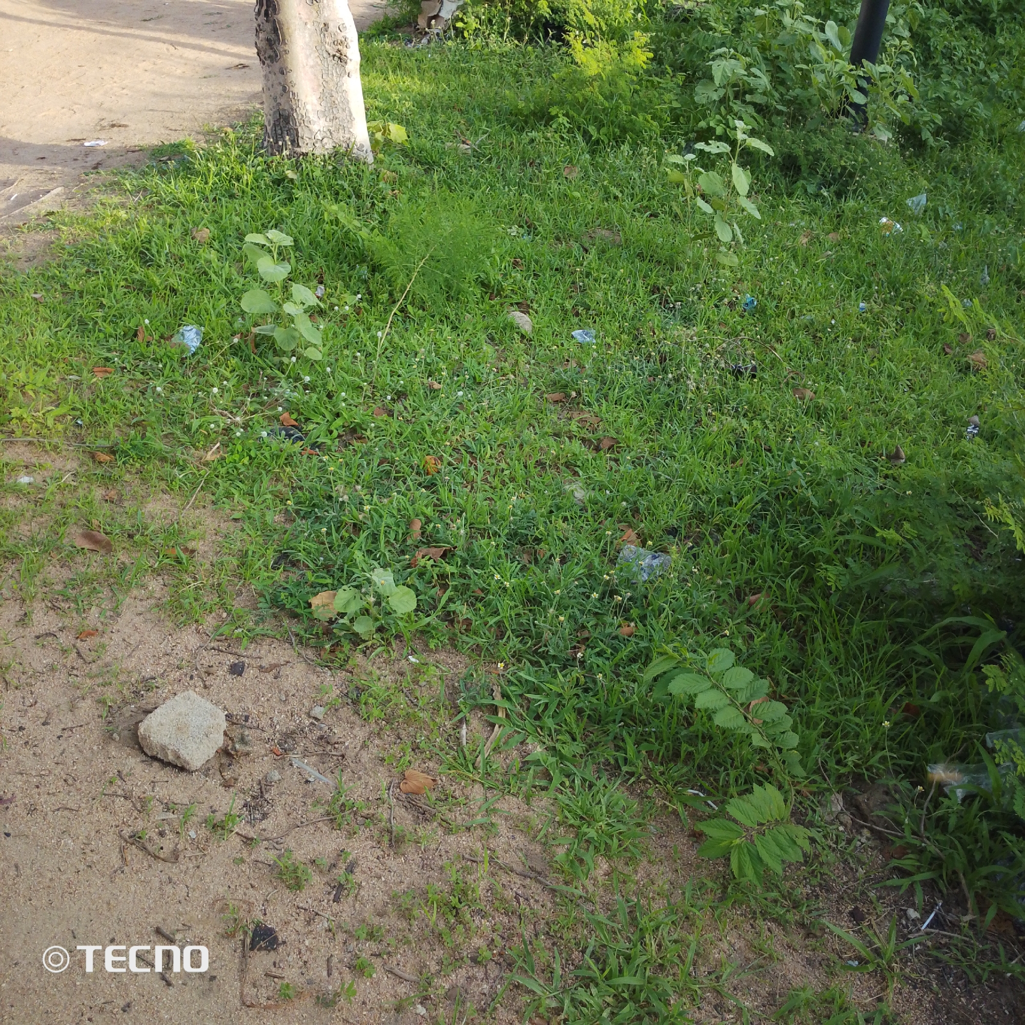 This image depicts a natural outdoor scene with a sandy ground and lush green grass. A portion of a tree trunk with textured bark is visible on the left side of the frame, and various plants and foliage are scattered throughout the grassy areas. Some small white flowers are present in the grass, and a few pieces of litter, including plastic bags and wrappers, are visible on the ground, suggesting an urban or semi-urban environment. In the bottom left corner, a watermark reads "©TECNO". The scene is likely an area within the city of Jalingo, Nigeria, given the context of the request. The lighting suggests it is daytime, possibly overcast or in the shade as there are no harsh shadows. There are no people or animals present in the image.