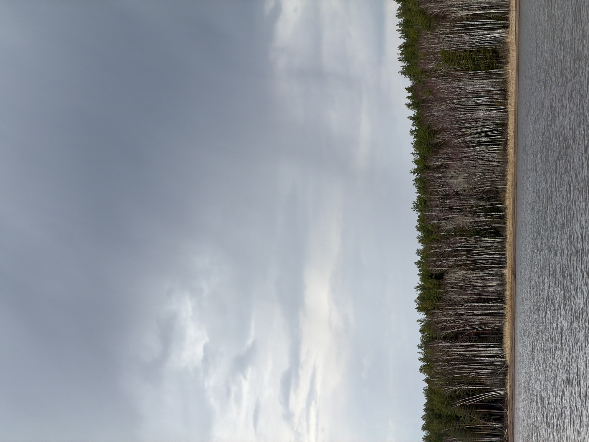 The image depicts a lakeside view in Chaikovsky, Russia, under an overcast sky. A body of water occupies the right side of the frame, its surface rippled by a light breeze. A strip of land separates the water from a dense forest that runs along the center of the image. The forest is composed of both evergreen trees and deciduous trees, many of which appear to be birches, given their white bark. The sky is predominantly gray, with some lighter patches suggesting thin clouds. No people or animals are visible.