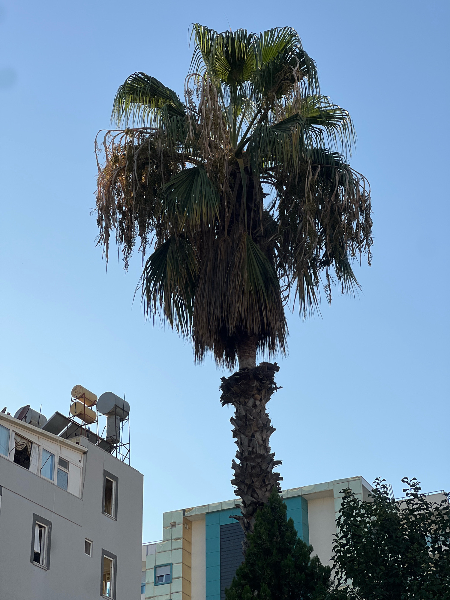 In Alanya, Turkey, a tall palm tree with a thick, rough trunk and sparse, dried fronds dominates the frame against a clear, light blue sky. The palm's upper canopy is partially brown and desiccated, with a few green fronds still present. Below the palm, a modern grey building is visible on the left, featuring several windows, some of which are open, and solar water heaters on its roof. To the right of the palm, another building with a facade of light-colored tiles and turquoise accents can be seen. In the foreground, several evergreen trees partially obscure the base of the palm and the lower portions of the buildings. The scene appears to be an urban outdoor setting during daylight hours.