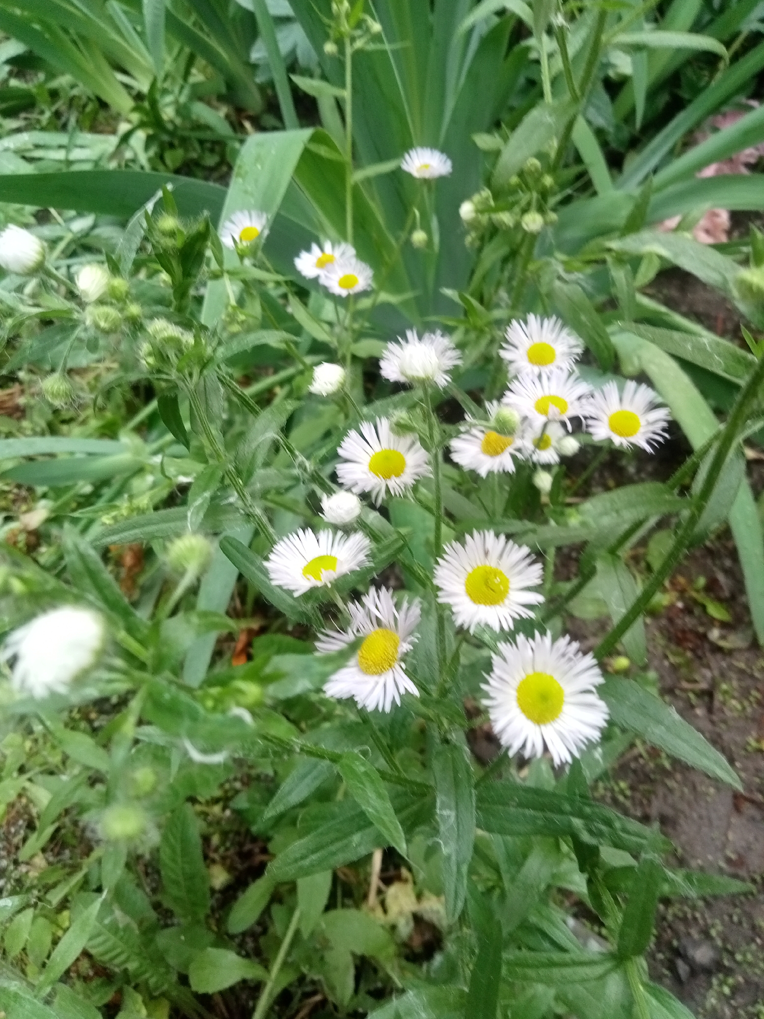 The image displays a close-up view of multiple white, daisy-like flowers with distinct yellow centers, consistent with Erigeron species (fleabane). Approximately fifteen to twenty individual flowers are visible, along with several unopened buds. The flowers feature numerous thin white ray petals surrounding a central yellow disc. Dense green foliage, including slender, strap-like leaves in the background and smaller, somewhat serrated leaves belonging to the flowering plants, fills the majority of the frame. Dark soil is visible intermittently between the plants, notably in the lower right portion of the image. The scene is illuminated by natural, diffused light. No human subjects or man-made objects are present. The location is Unknown, Unknown.